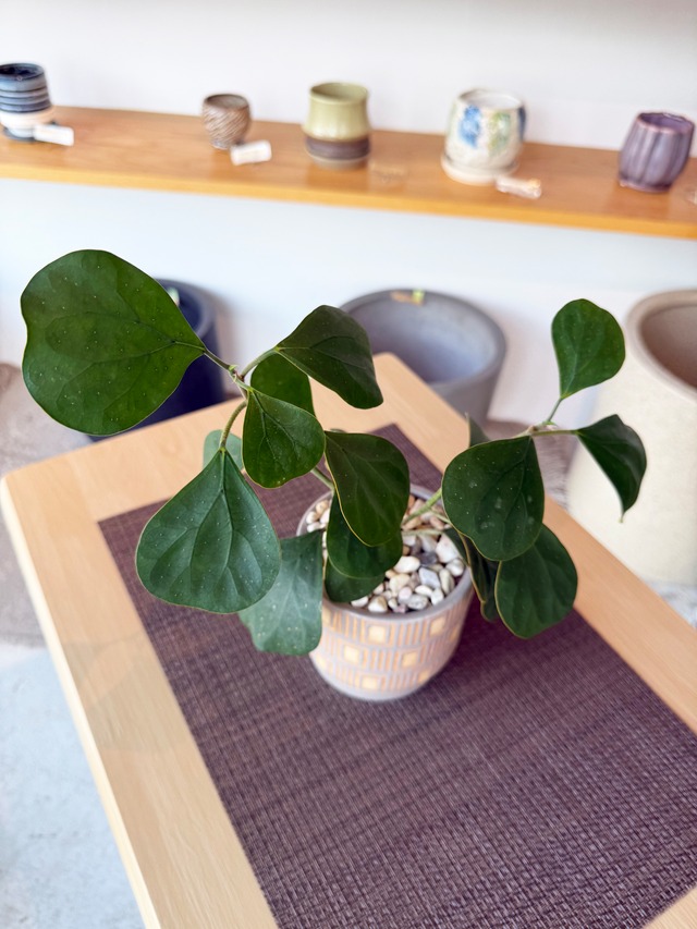 コバンボダイジュ