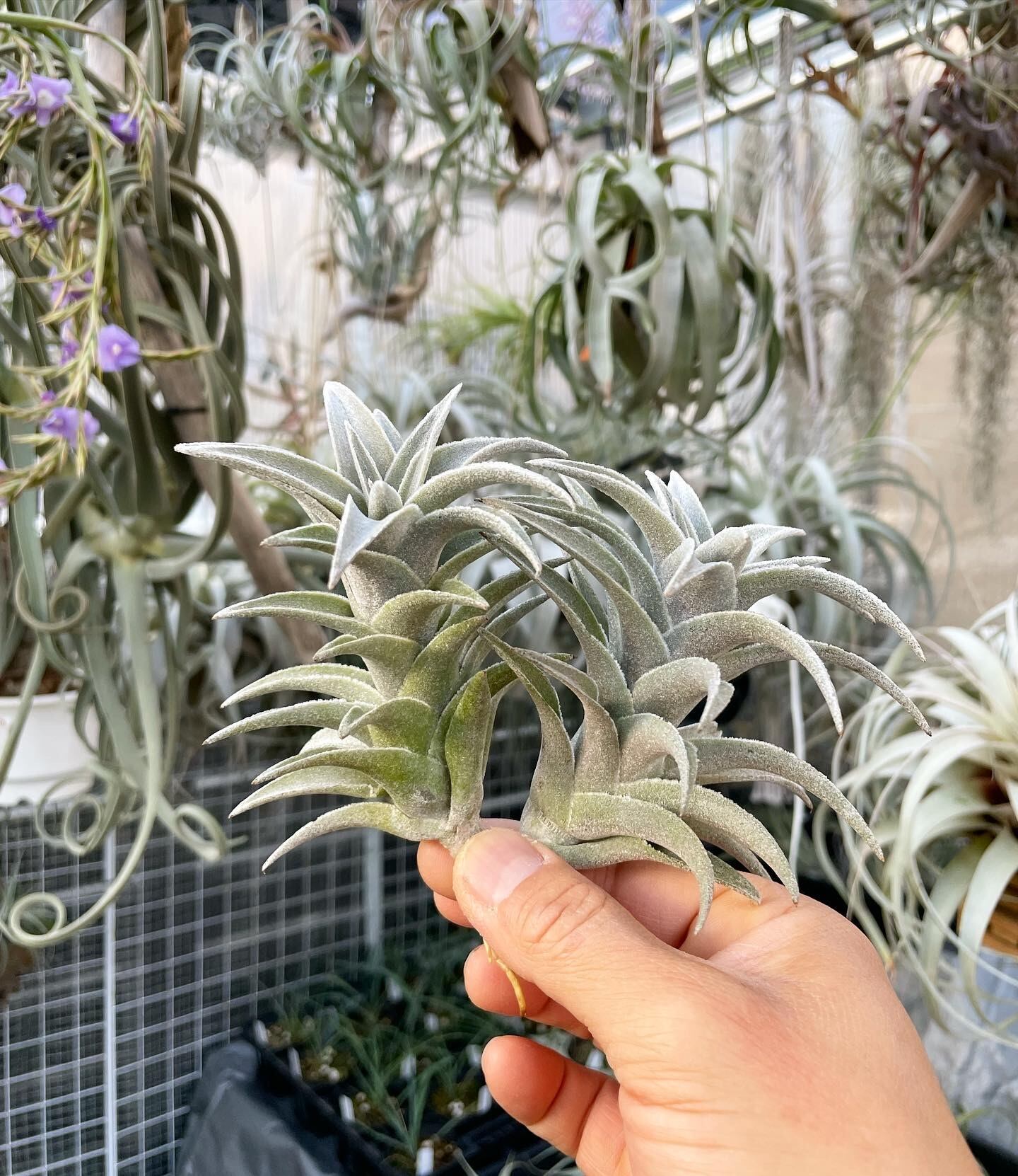Tillandsia edithae Silver form チランジア・エディシアエ