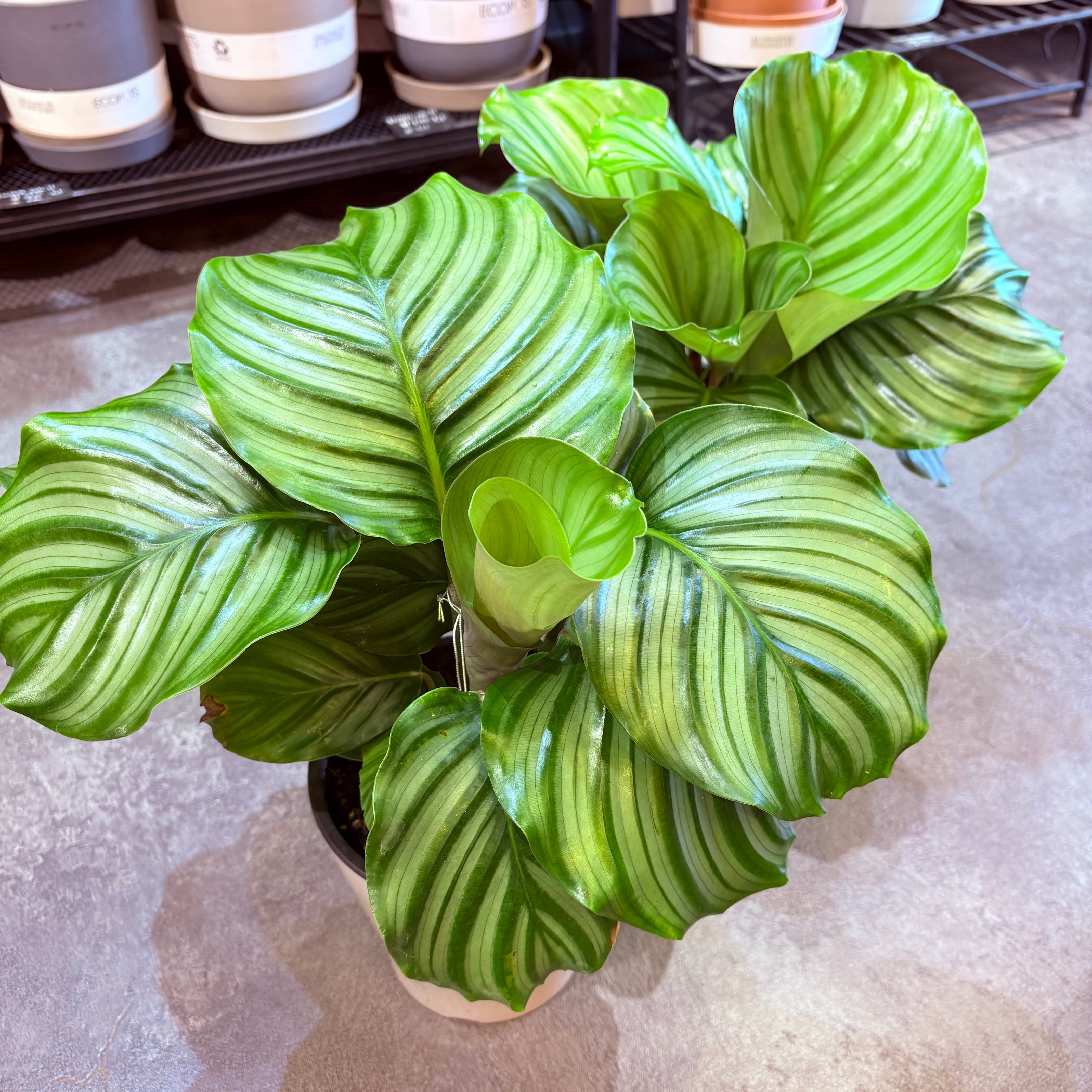 カラテア オルビフォリア 5号【荒木植物園さん】 | Green Vibes 宇都宮