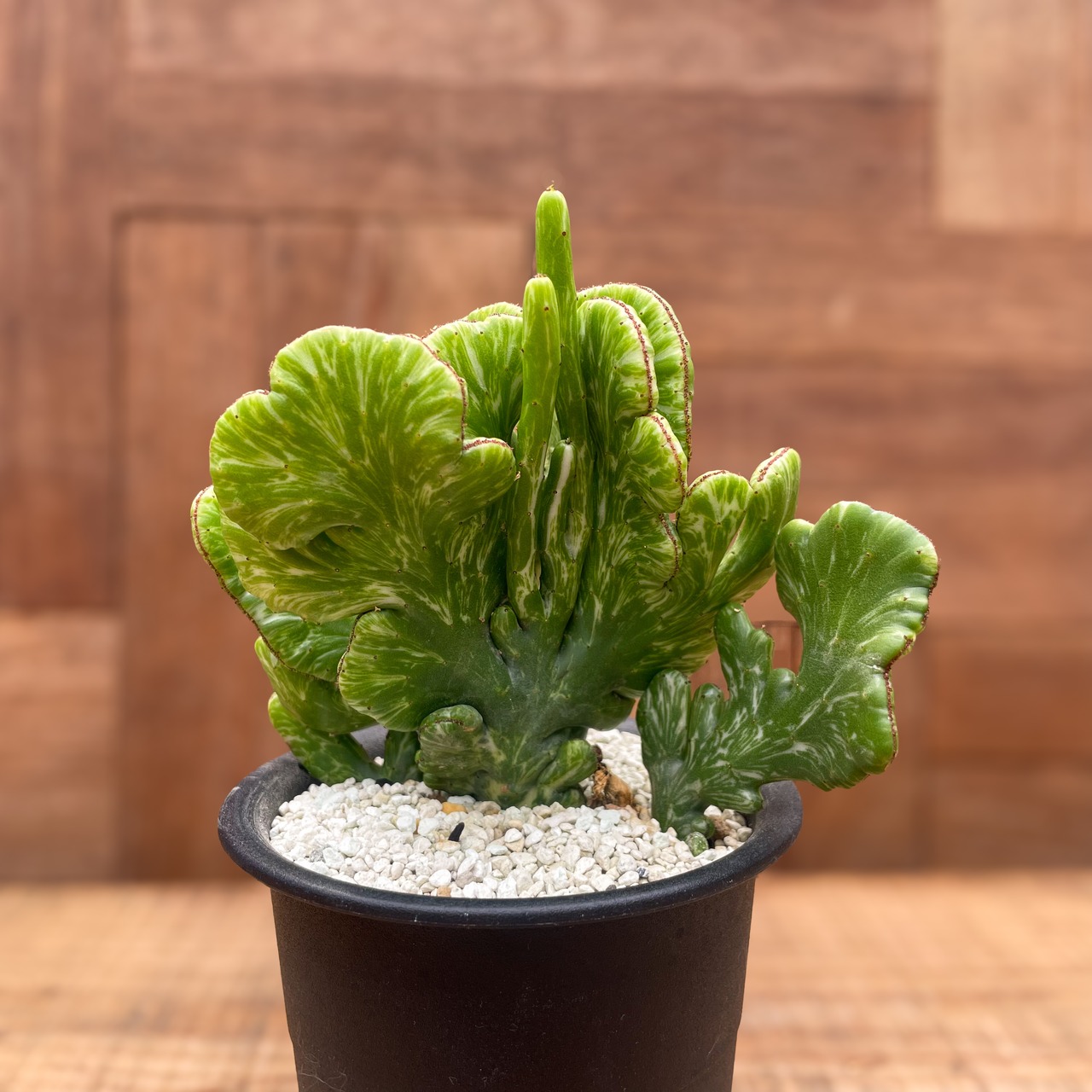 Euphorbia oncoclada【ユーフォルビア・オンコクラータ綴化・斑入り】