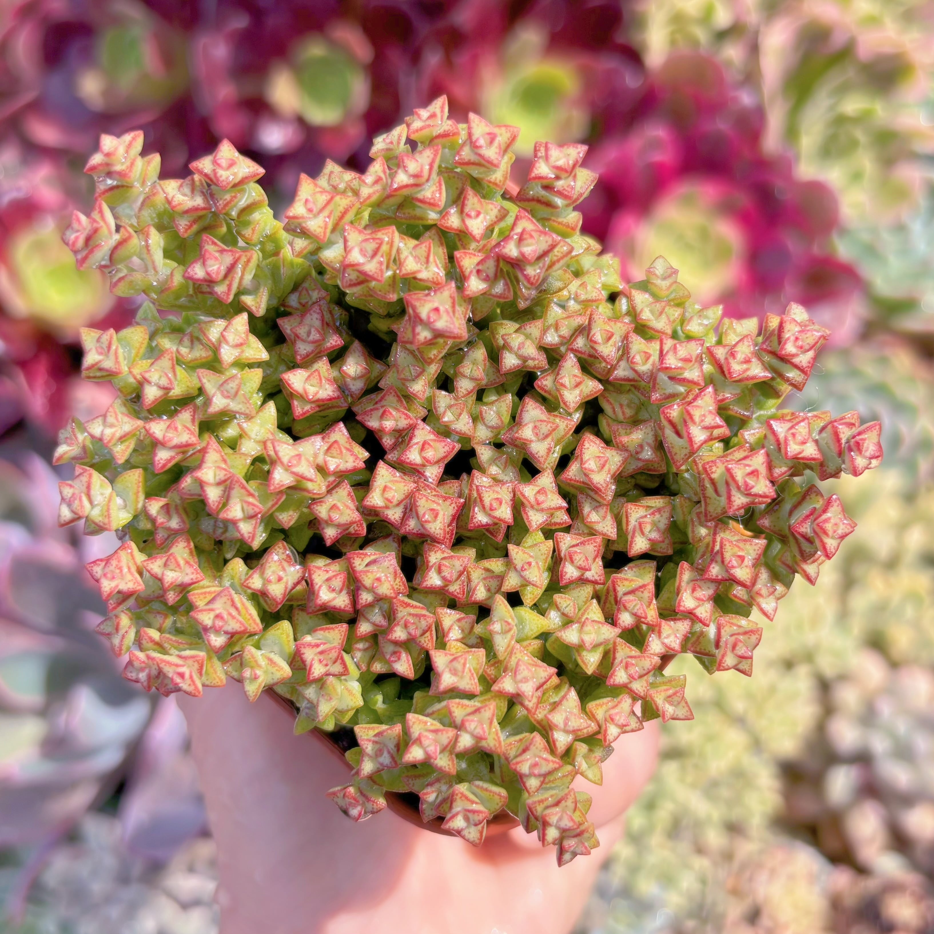 現品　小米星#C30　るる農園