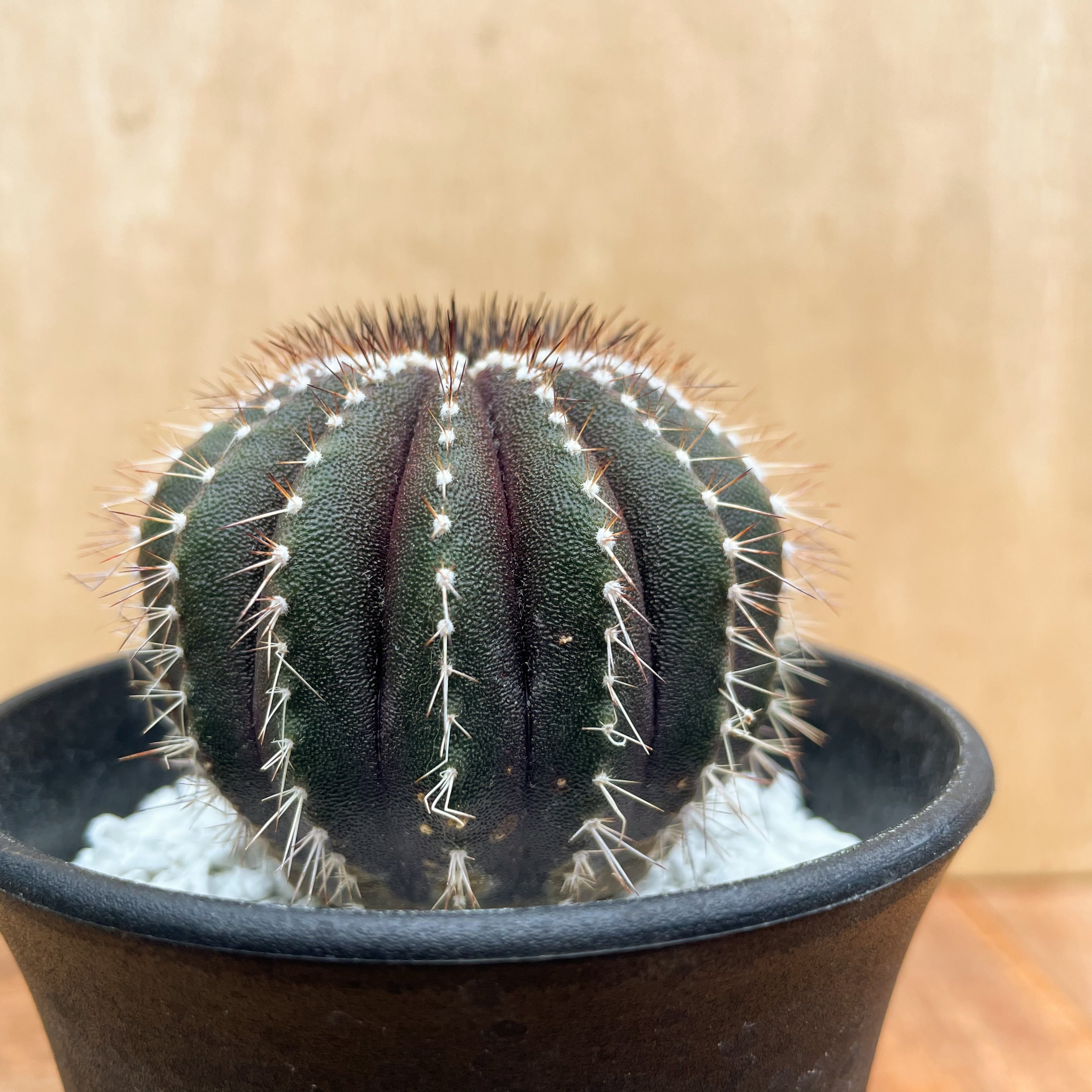 Uebelmannia pectinifera【ユーベルマニア・ペクチニフェラ・実生