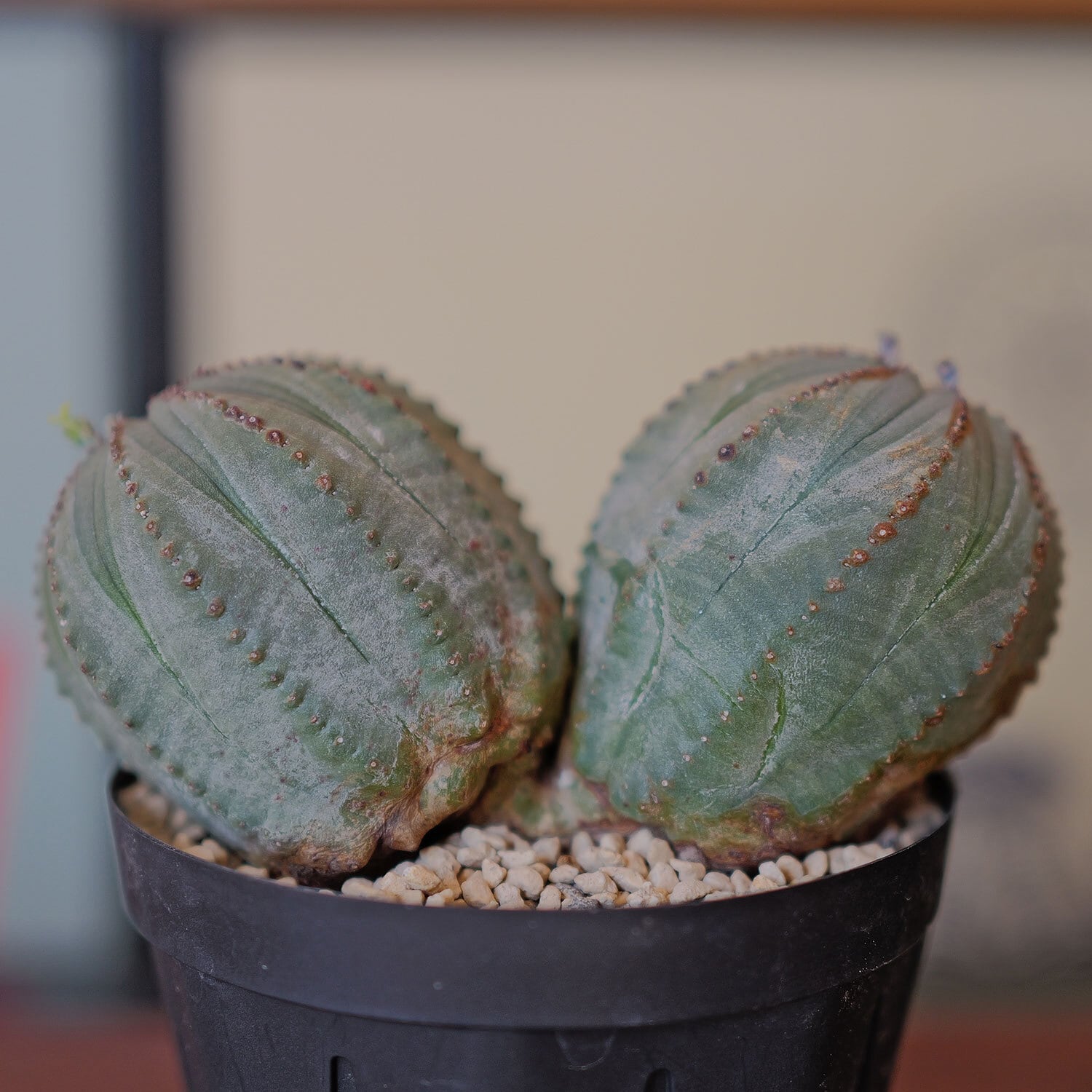 メス株 最大幅 約10.7cm ダブルヘッド オベサ / ユーフォルビア