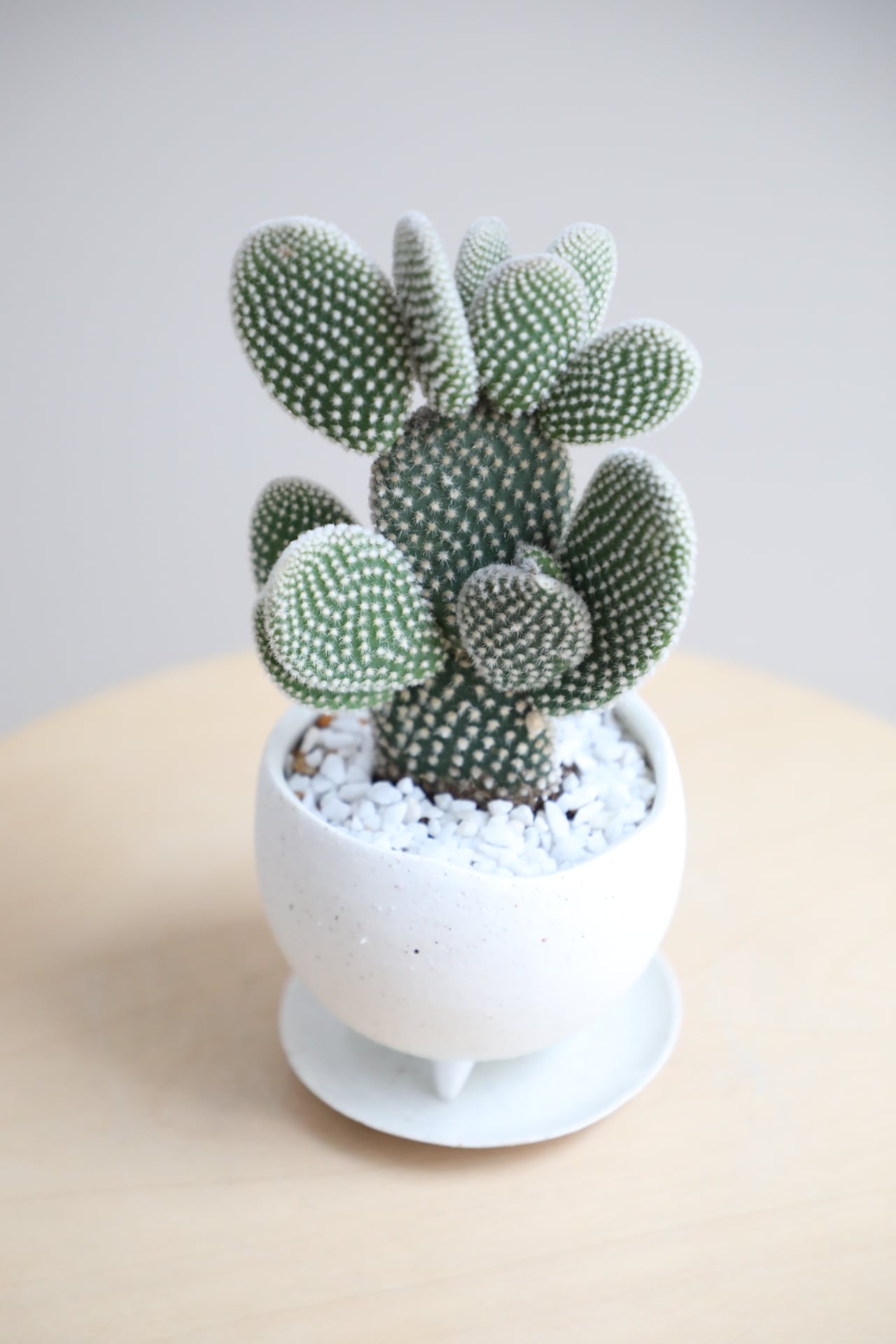 S】バニーカクタス/Bunny Ears Cactus | 【厳選植物・器】MIDORI