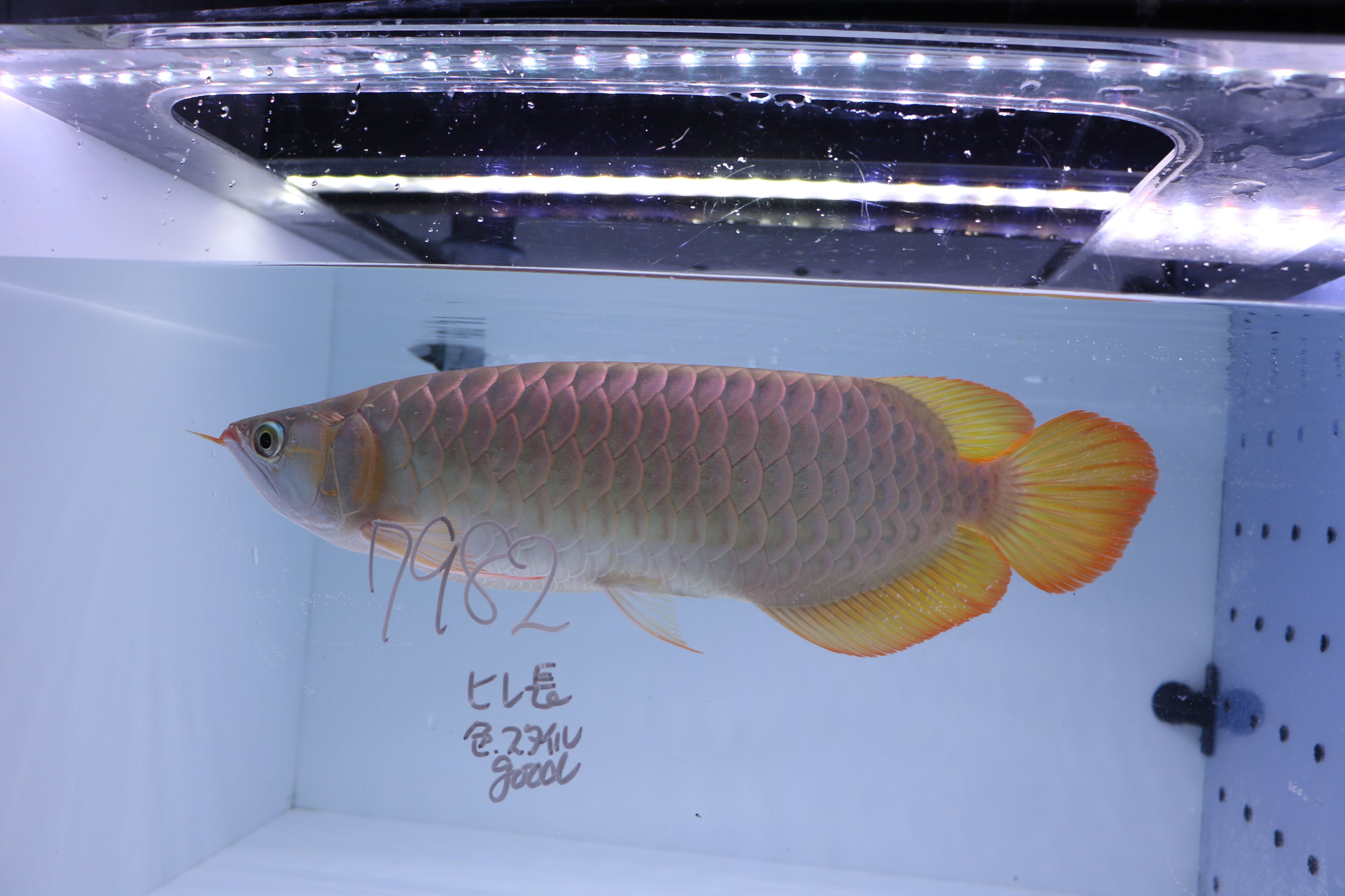 200,001円〜 | アロワナ等の大型魚・熱帯魚のオンライン販売店