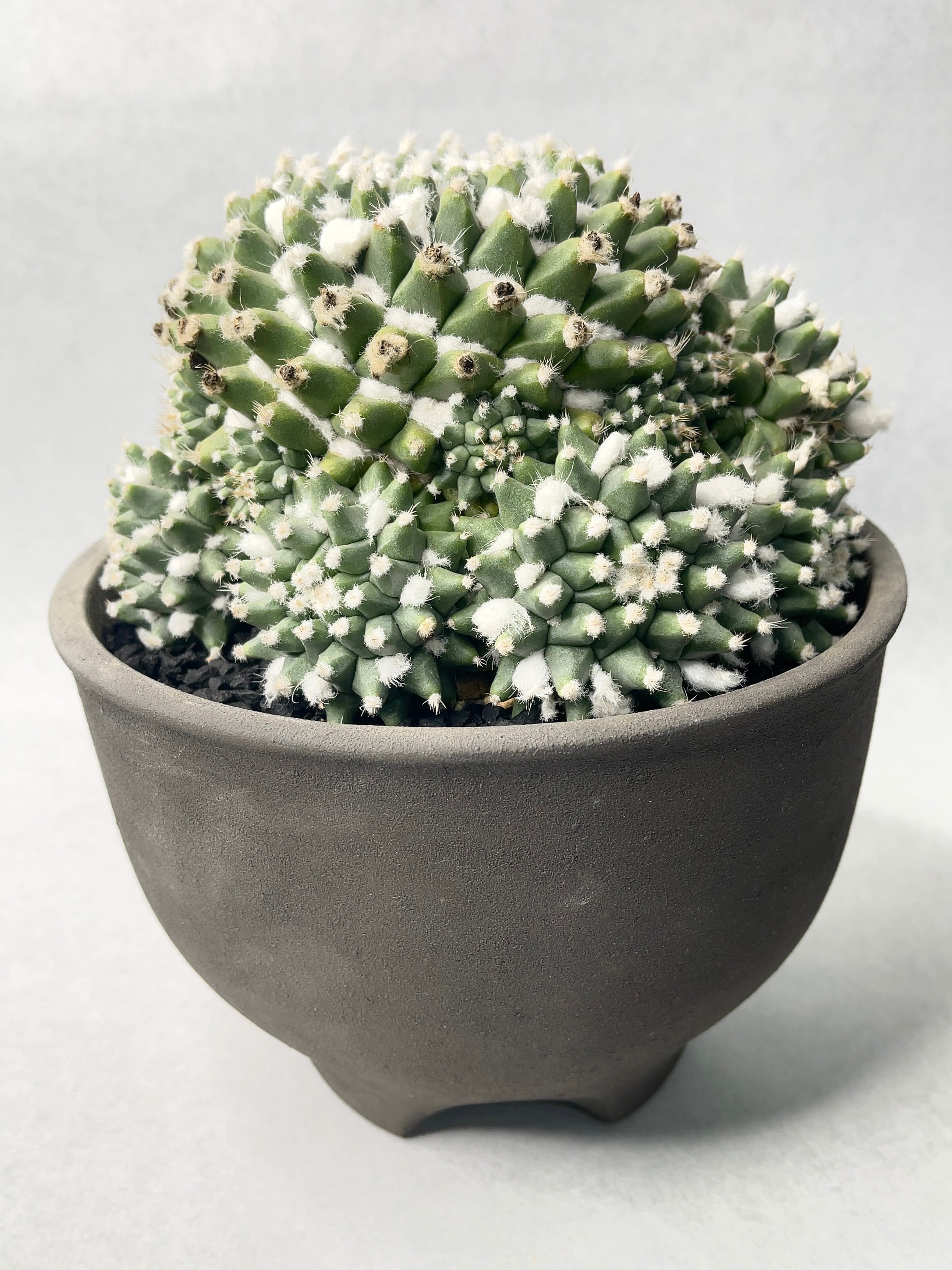 マミラリア・エルサム | trigger