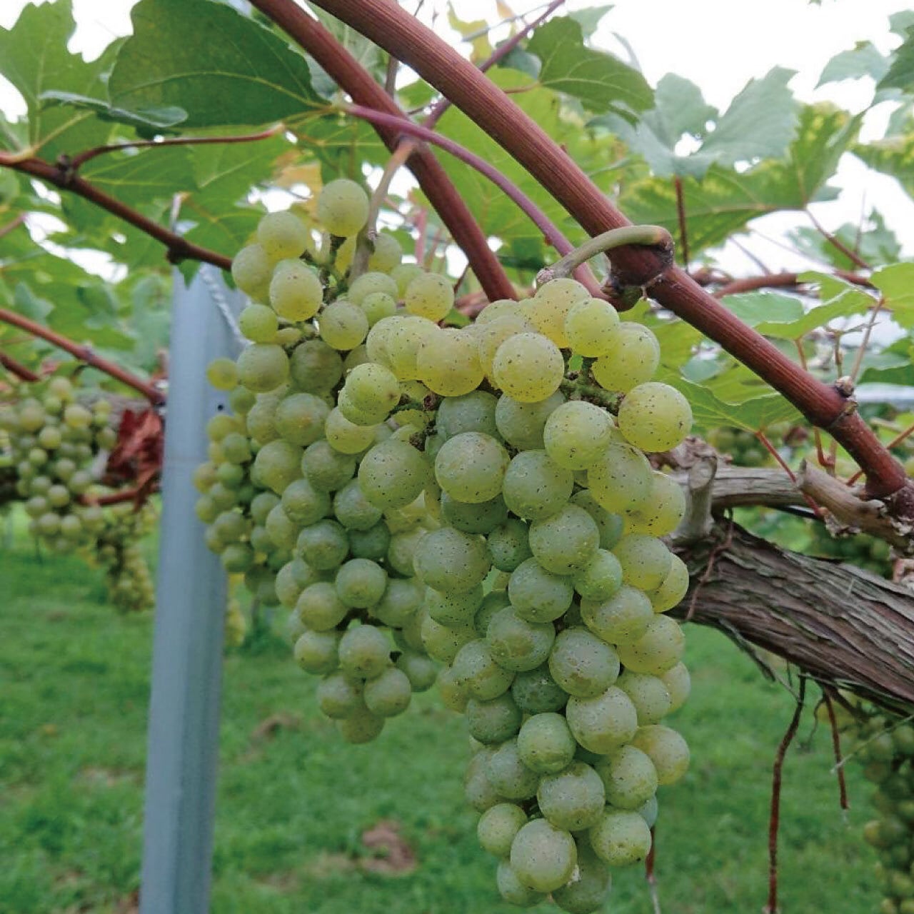 雄宝 大苗 1本 2年生 ウイルスフリー 5BB接木 ウィルスフリー (接ぎ木