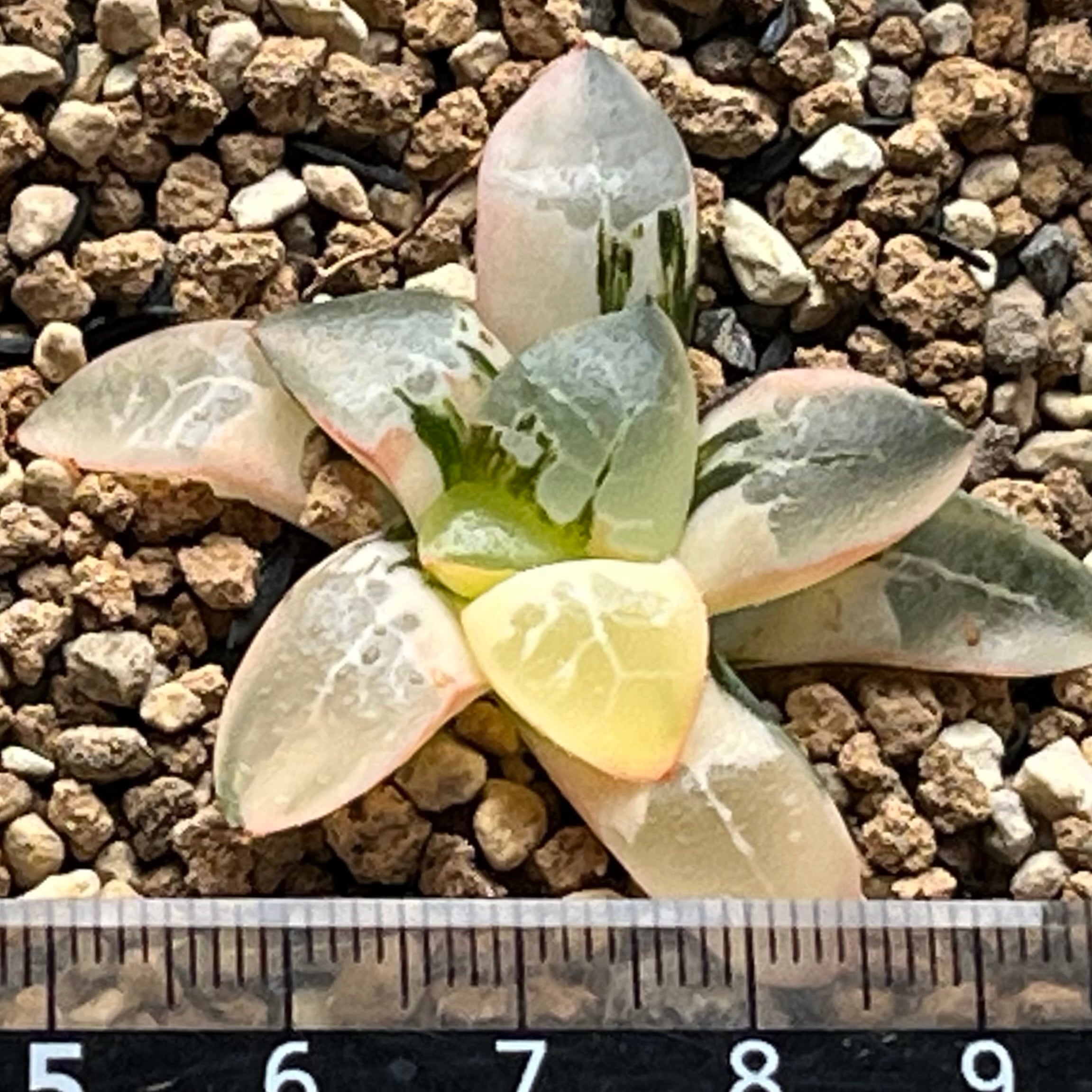 ハオルチア 火鳳凰錦 | mocono_plants