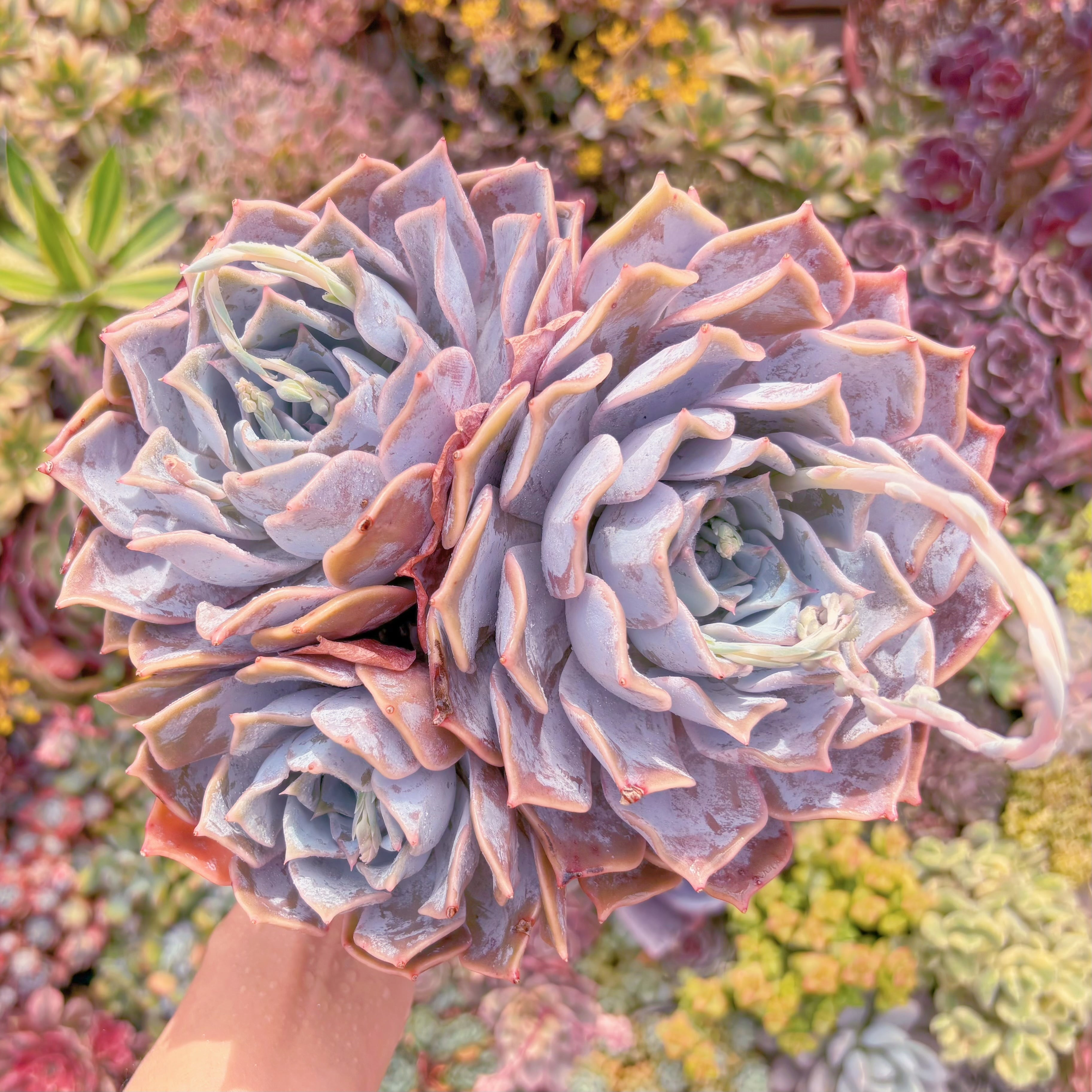 現品　Echeveria 'Lucila'#266　新入荷　るる農園