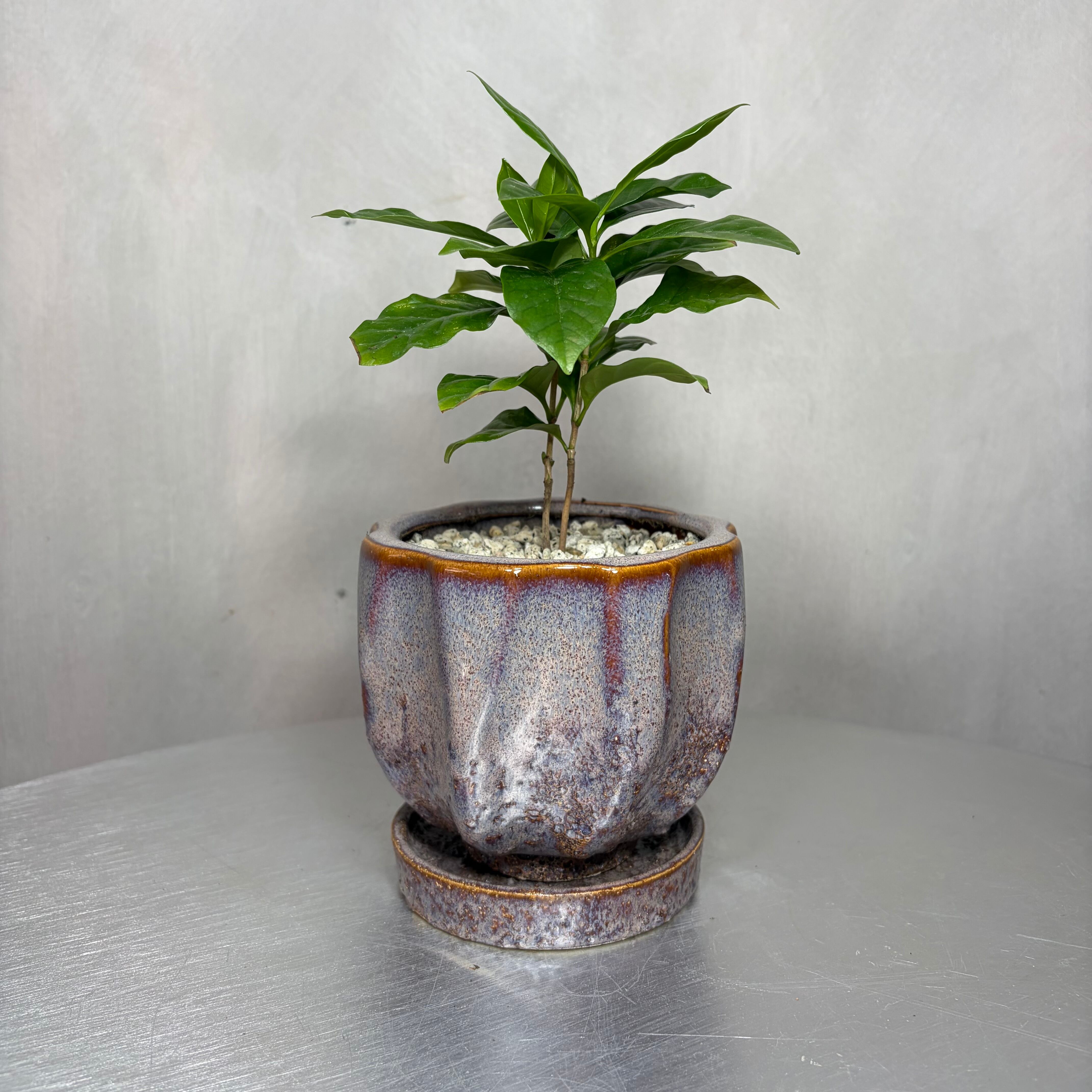 コーヒーの木 観葉植物 陶器鉢 植え込み済み