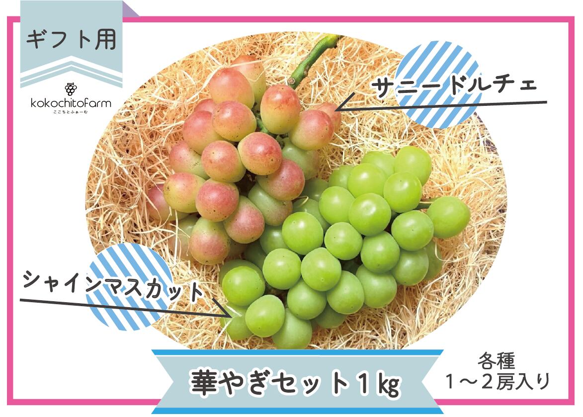 ご自宅用】岡山県産シャインマスカット 2.2㎏ | kokochitofarm ご自宅用】岡山県産シャインマスカット 2.2㎏ | kokochitofarm