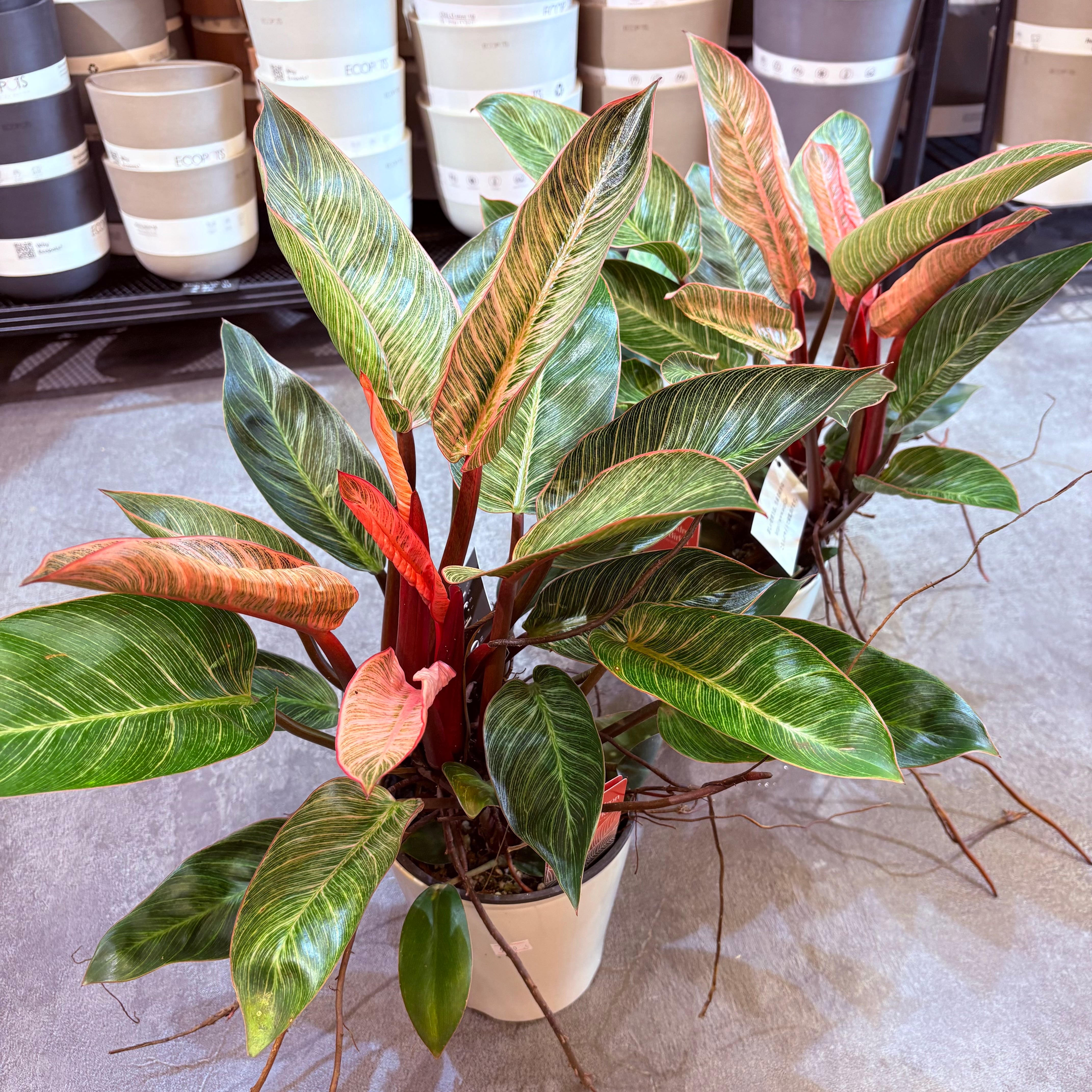 フィロデンドロン ピンクバーキン 5号【荒木植物園さん】 | Green