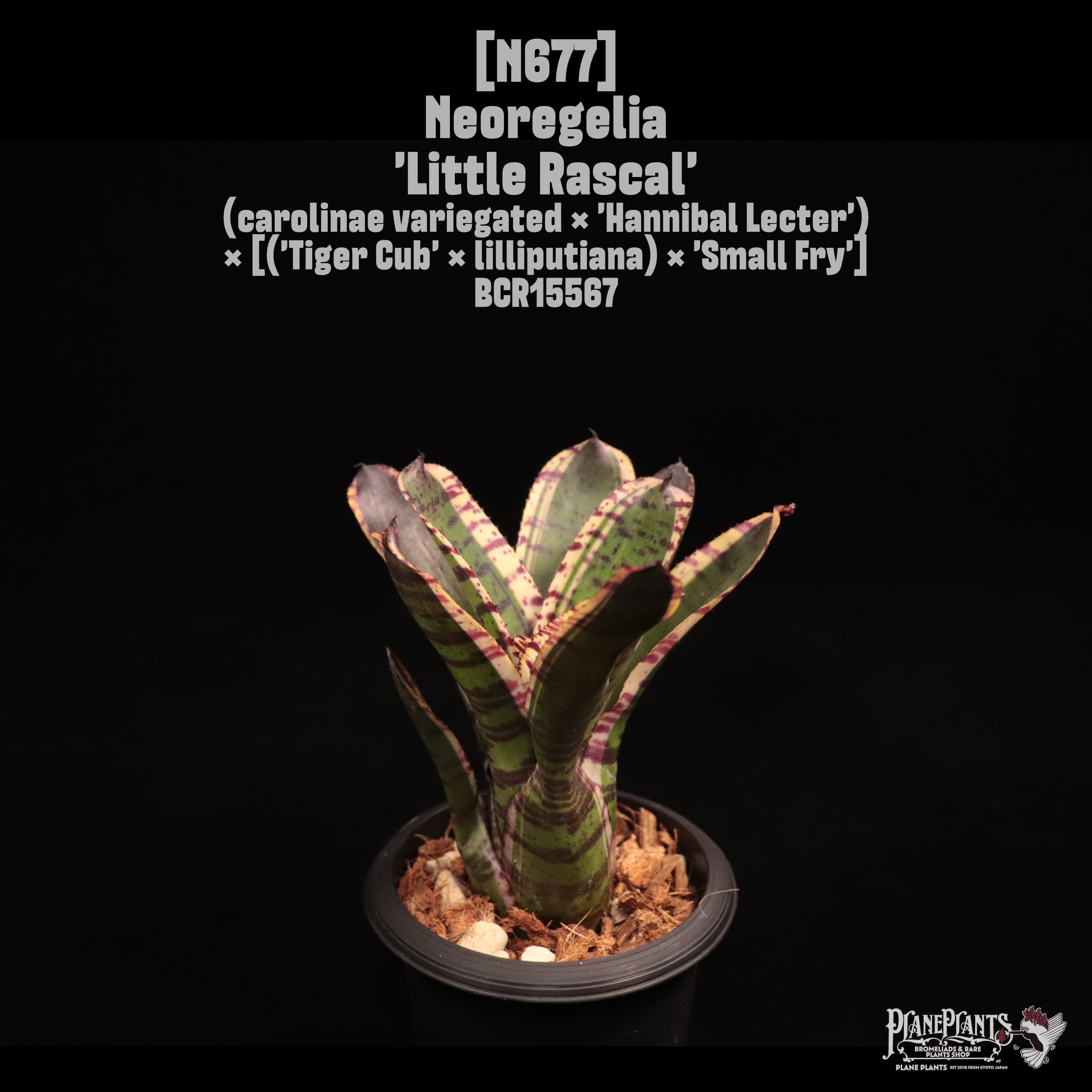 Neoregelia 'Little Rascal'〔ネオレゲリア〕N677