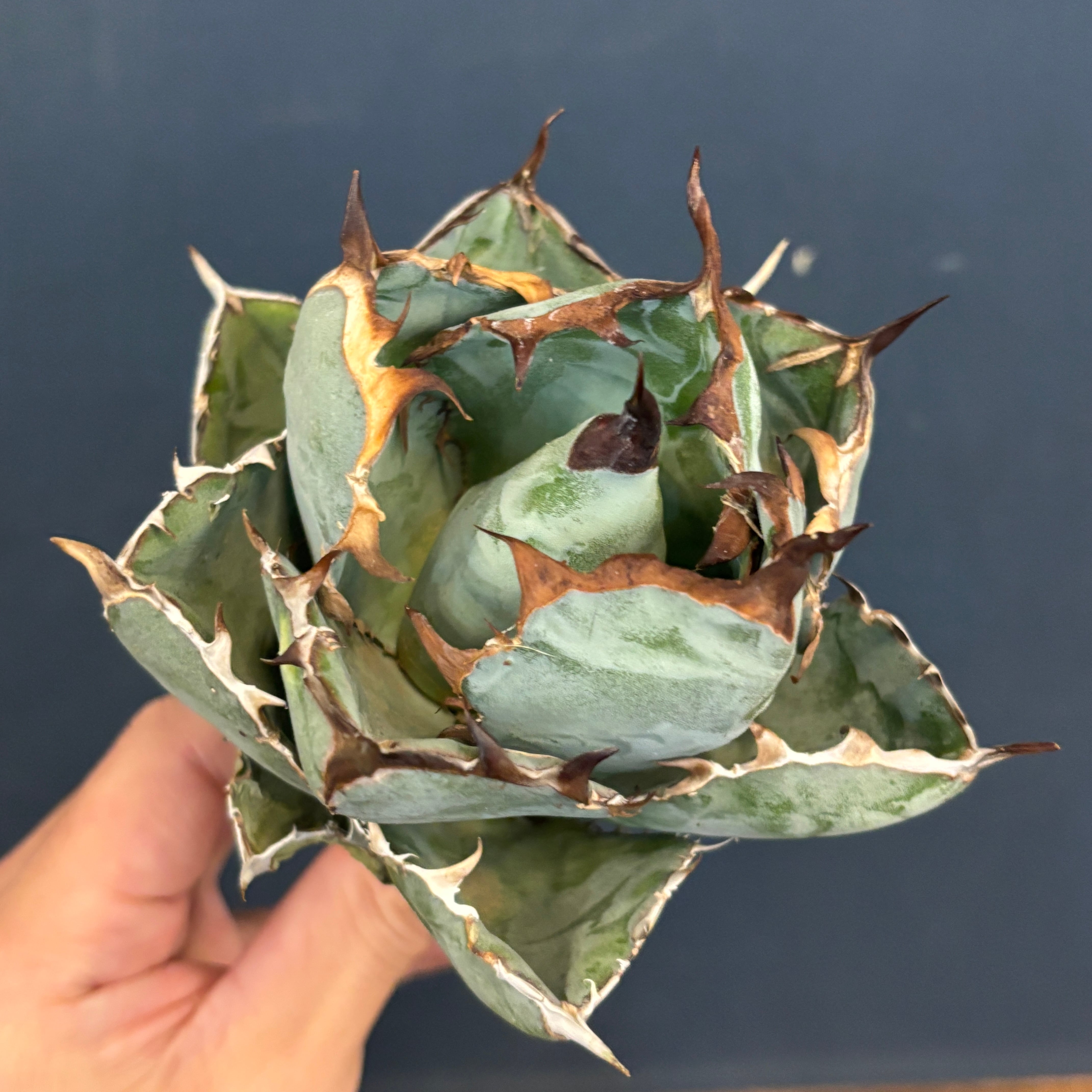 現品】2026年 CHAMさんアガベ イラン株福袋 10,000円 | PROTOLEAF