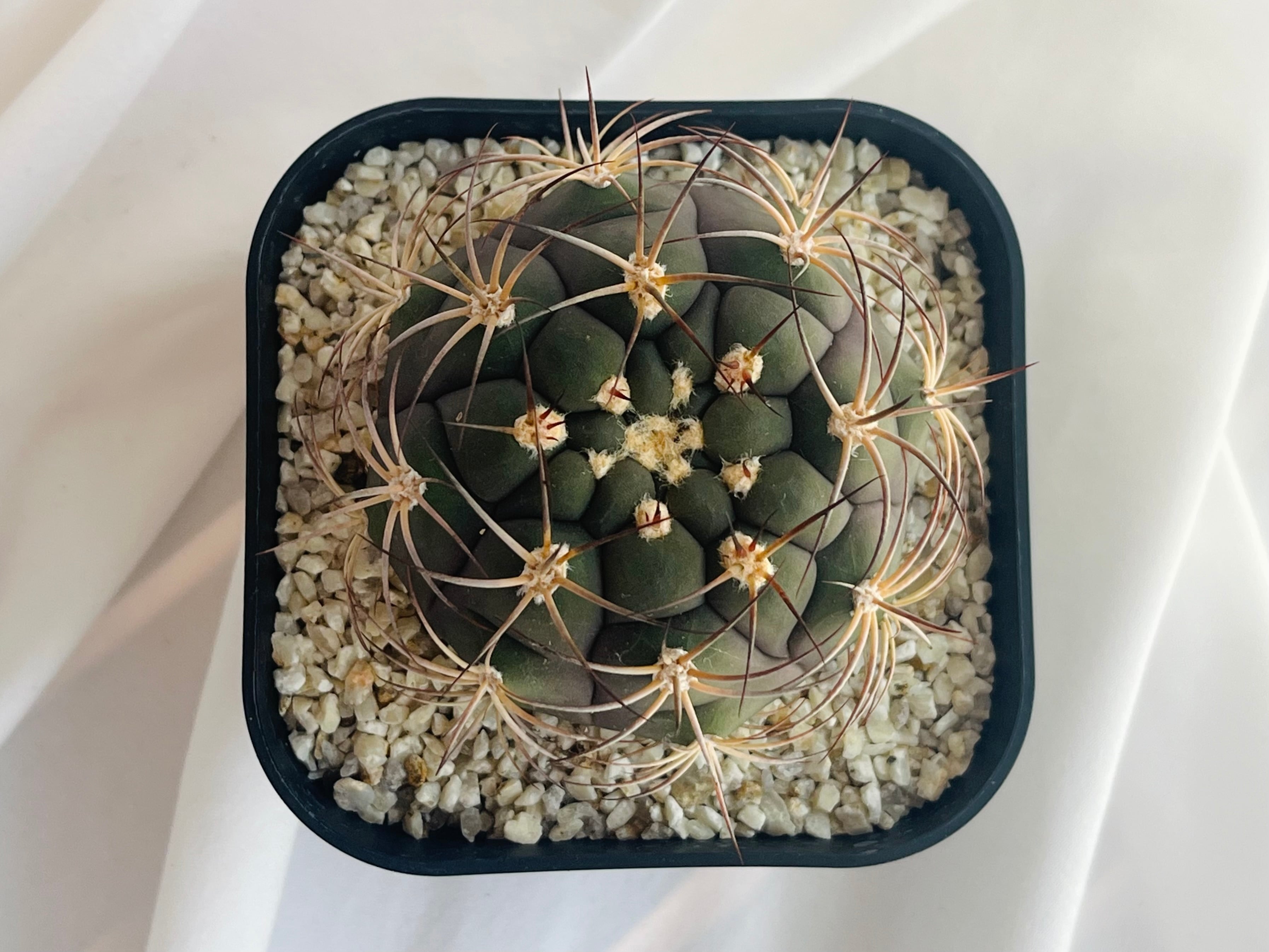 ギムノカリキウム尾形丸 綴化 大型 【公式通販】