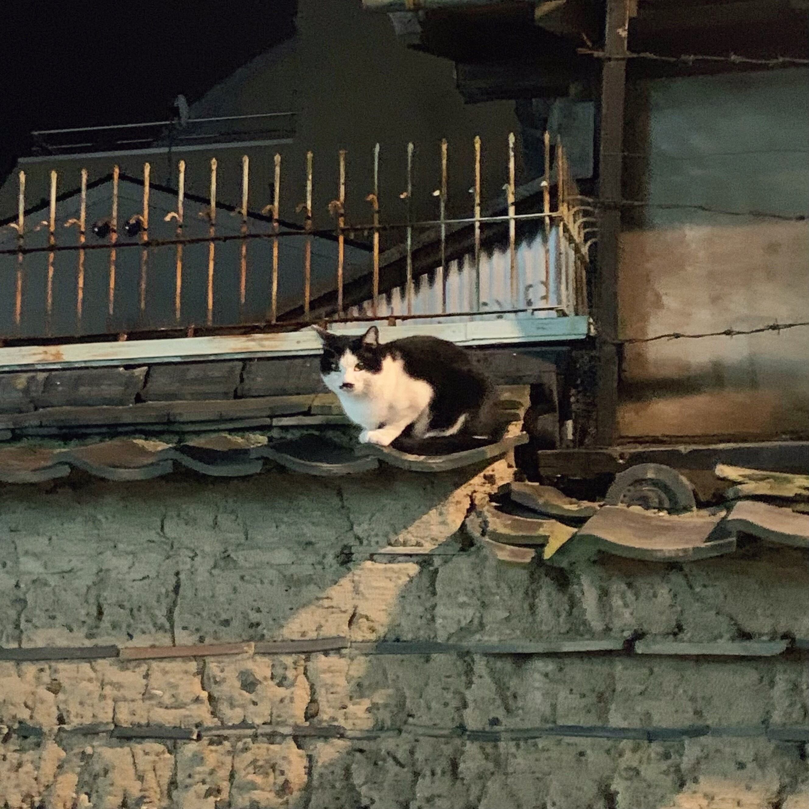 りんちゃん専用商品