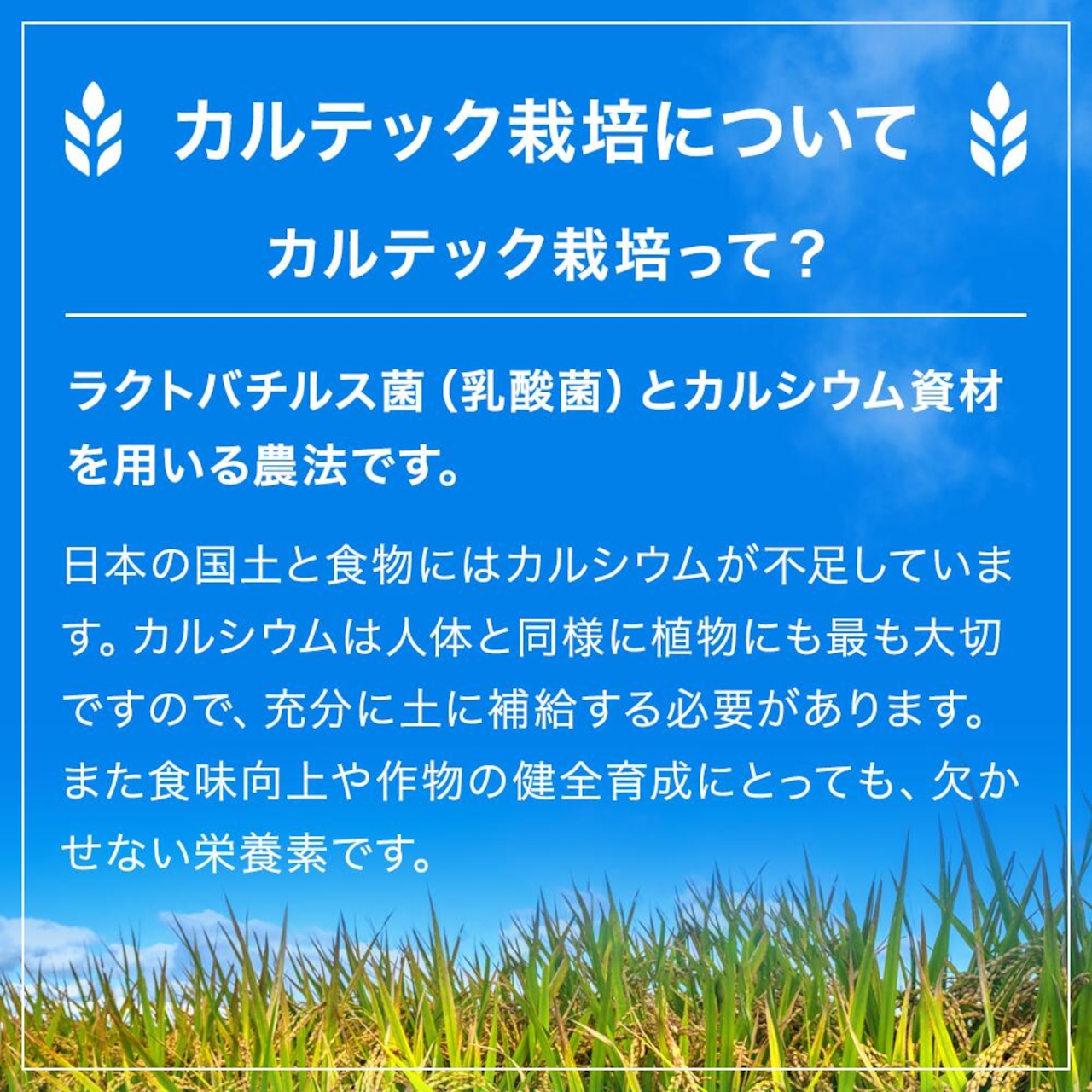 ※業販価格※丹波産コシヒカリ 25kg 令和7年産 京都のおいしいお米コンテスト受賞米「西村ファームの京ほたる米」