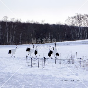 タンチョウの団らん 標茶町　 Gathering of Red-crowned Cranes Shibecha Town