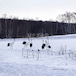 タンチョウの団らん 標茶町　 Gathering of Red-crowned Cranes Shibecha Town