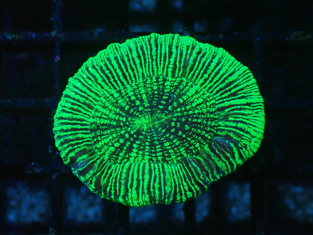 Trachyphyllia geoffroyi "Neon Stripes" 11