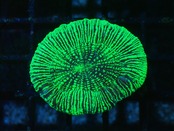 Trachyphyllia geoffroyi "Neon Stripes" 11