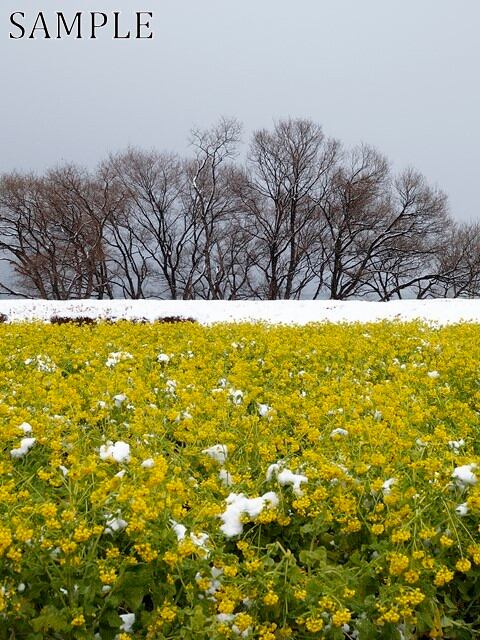 カンザキハナナ　JPEG