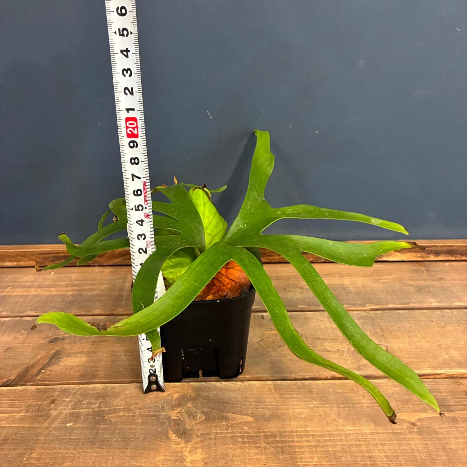 ビカクシダ P. coronarium cv 'QQ' (TC)【865】 | PROTOLEAF プロトリーフ