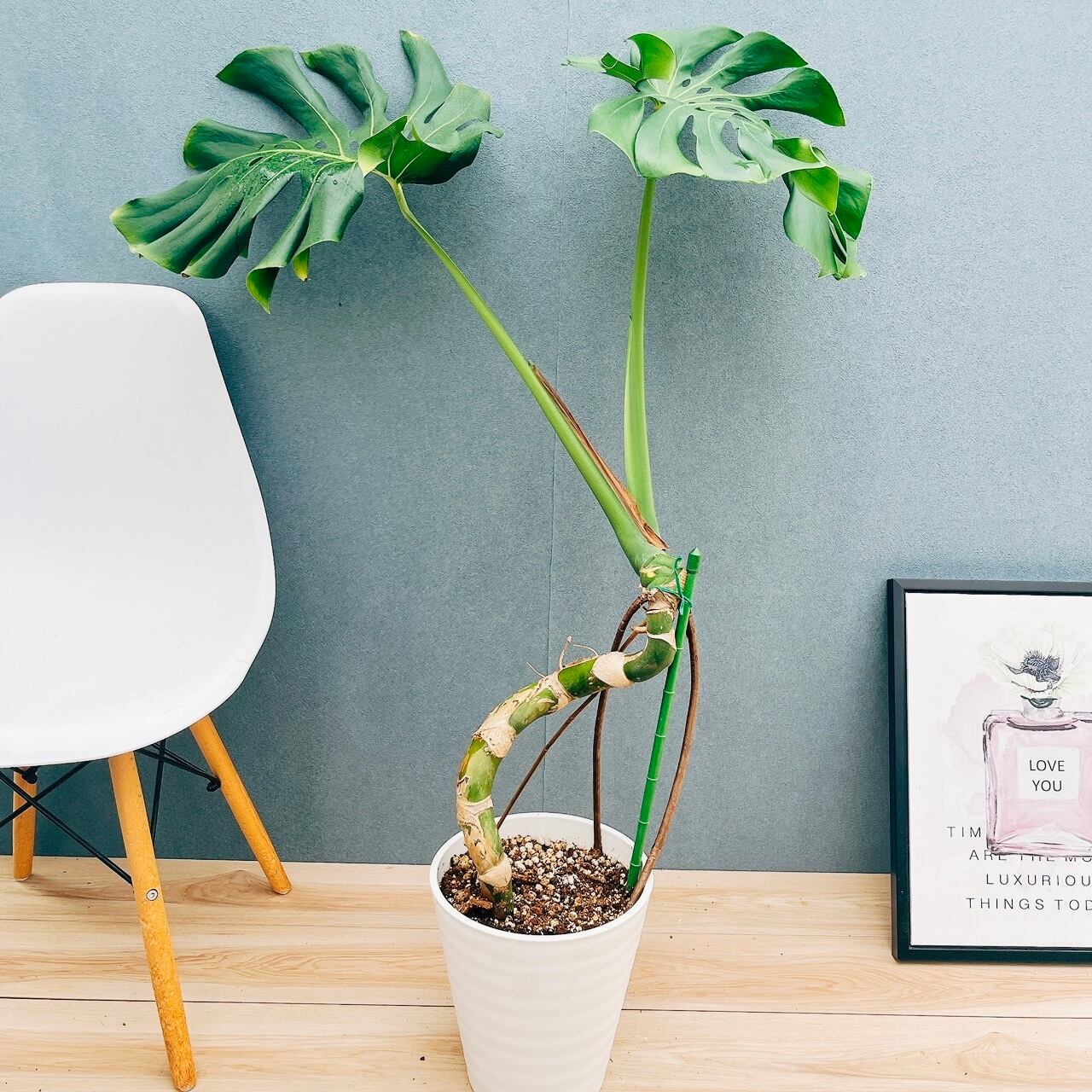 現品］【希少】エピプレムヌム ピナツム セブブルー 8号 観葉植物 室内