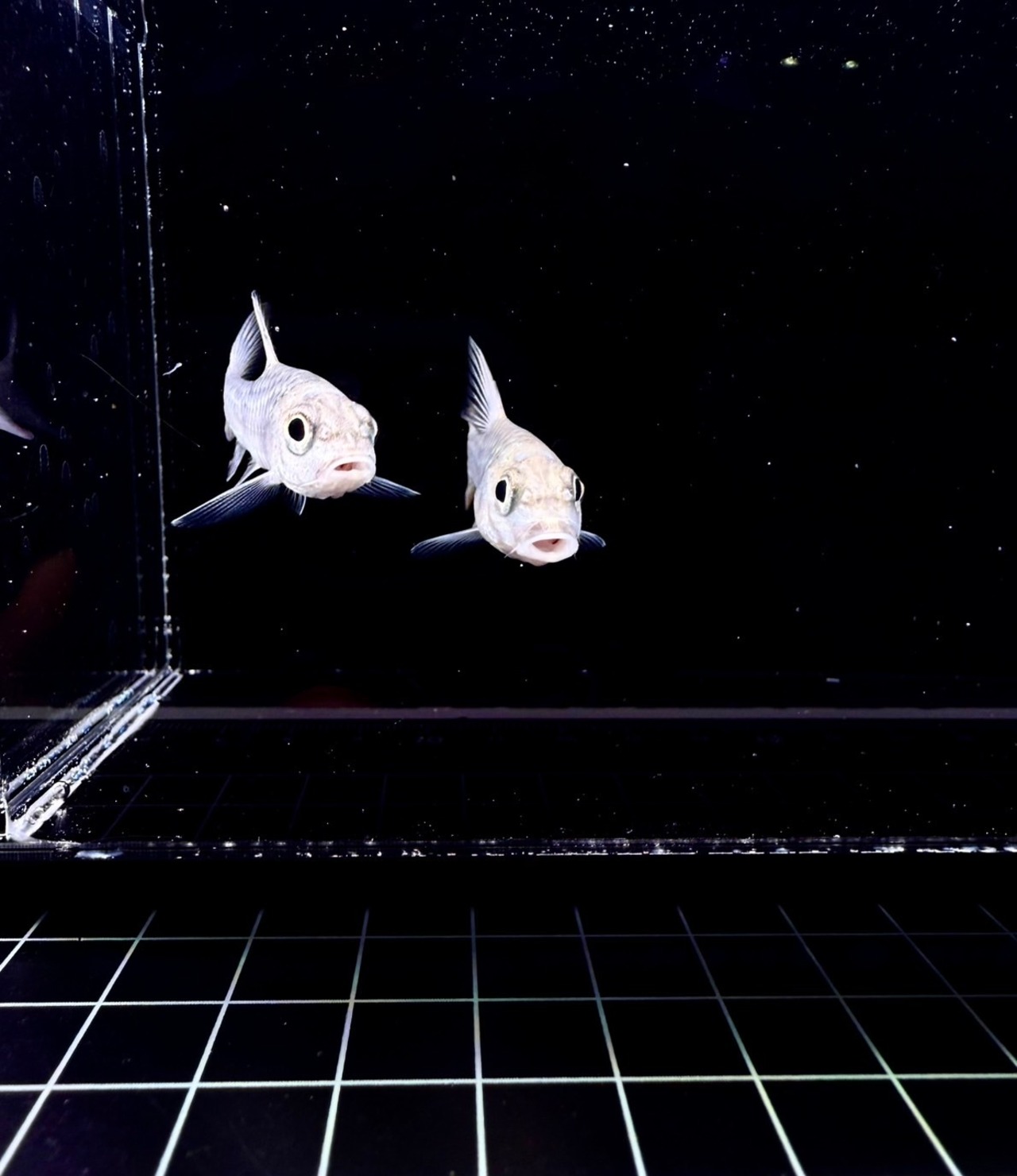 ゴールデンマハシール - 2