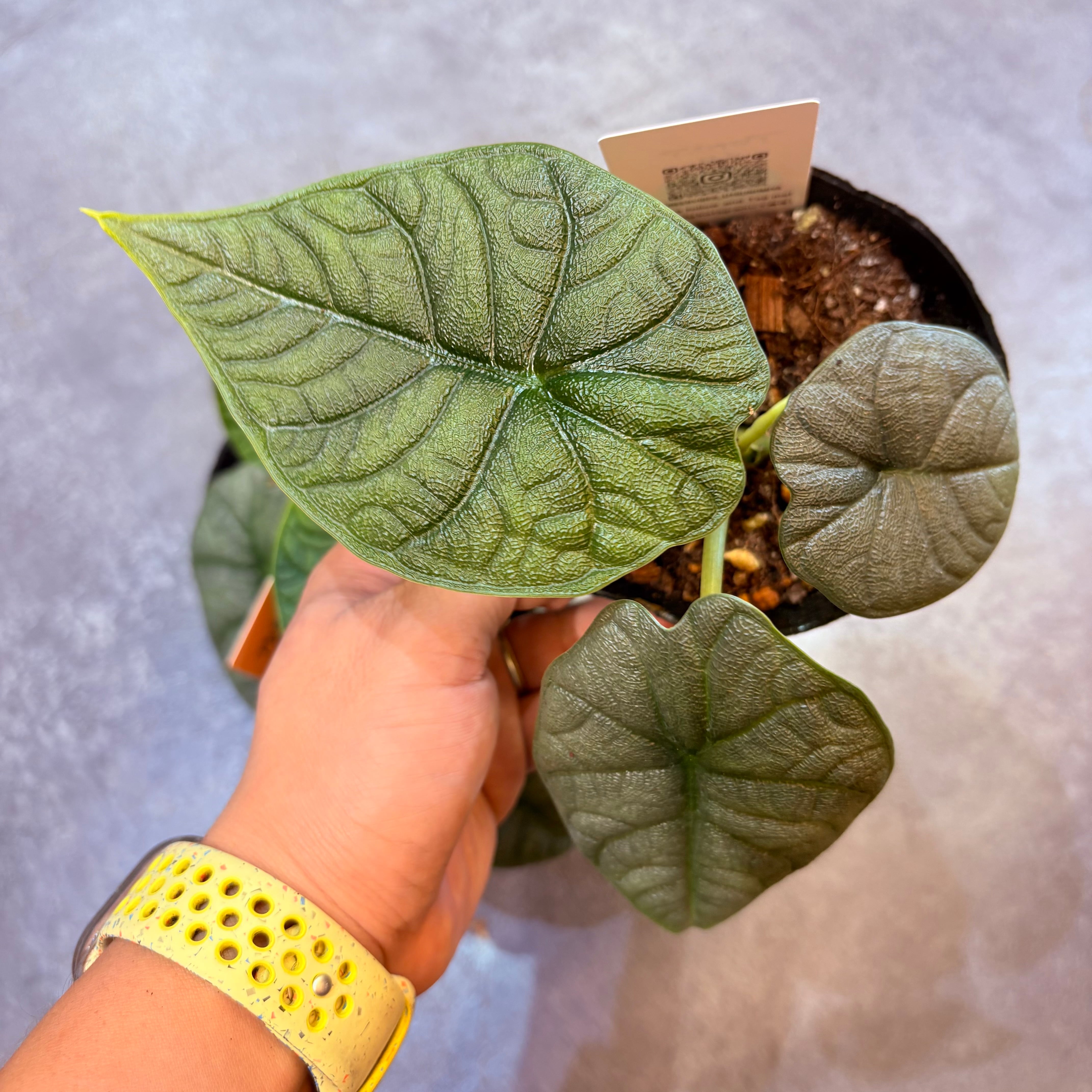 アロカシア メロ 3.5号 | Green Vibes 宇都宮市の観葉植物専門店