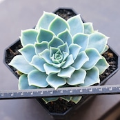 【PREMIUM】 抜き苗 シムランス アッセンシオン 大株 Echeveria simulans Ascension