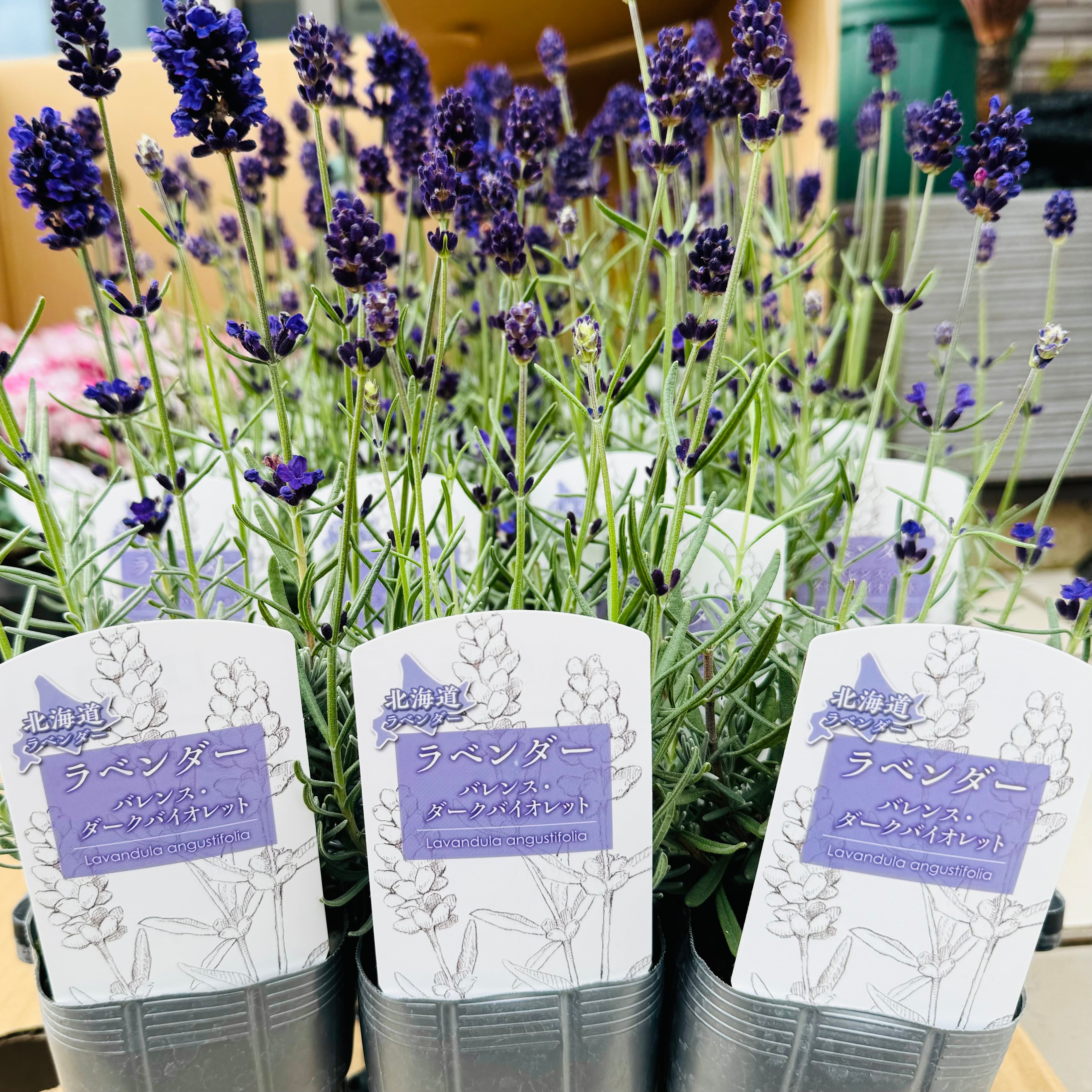 イングリッシュラベンダー バレンス ダークバイオレット 3株セット