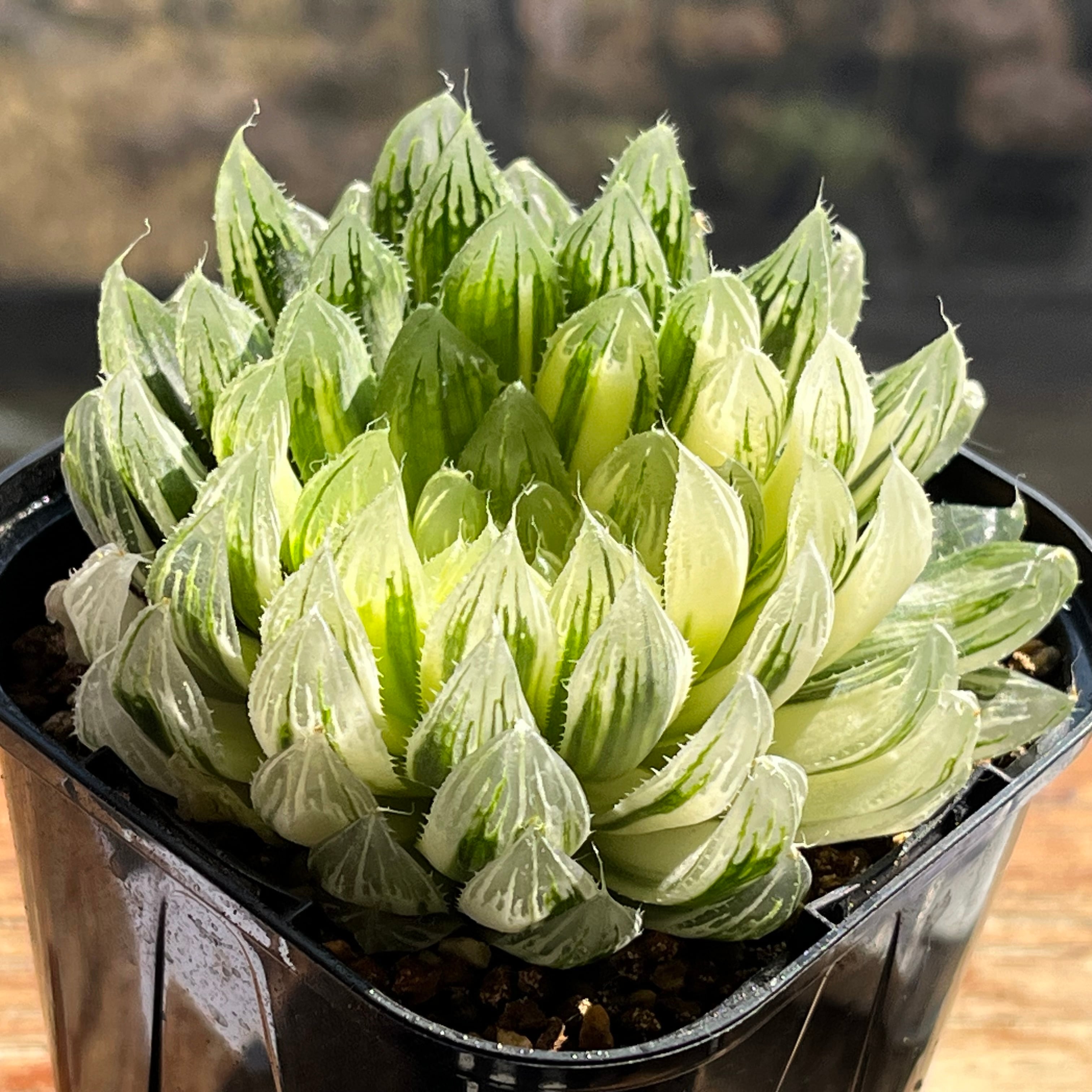 ハオルチア 竜爪 オブツーサ錦 | mocono_plants