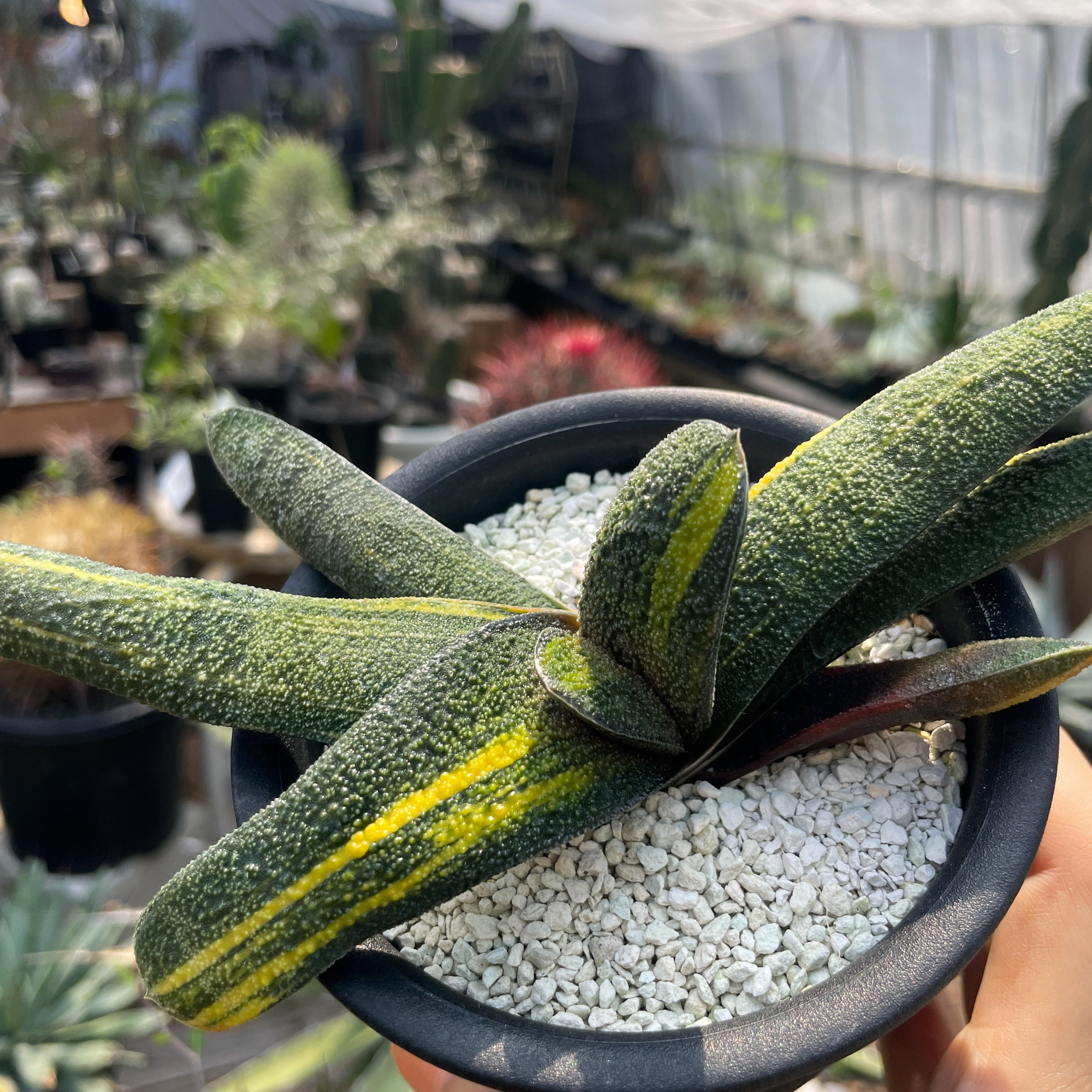 多肉植物　ガステリア　batesiana錦抜き苗 多肉植物 ガステリア batesiana錦抜き苗 多肉植物 ガステリア