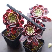 抜き苗 アエオニウム 札落ち（メデューサ？） 単頭 Aeonium sp. ('Medusa'?)