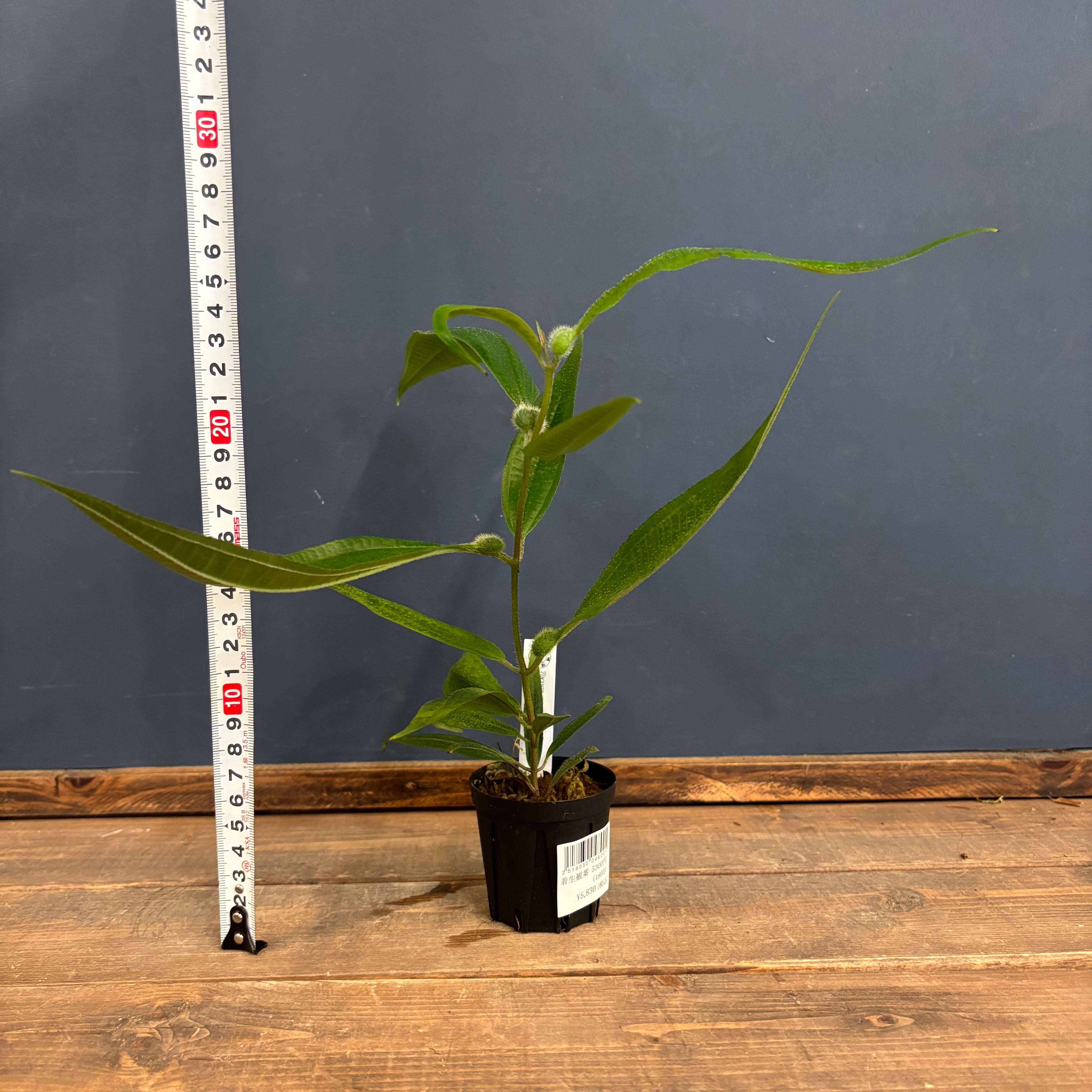 トコカ sp.【147】 | PROTOLEAF プロトリーフ