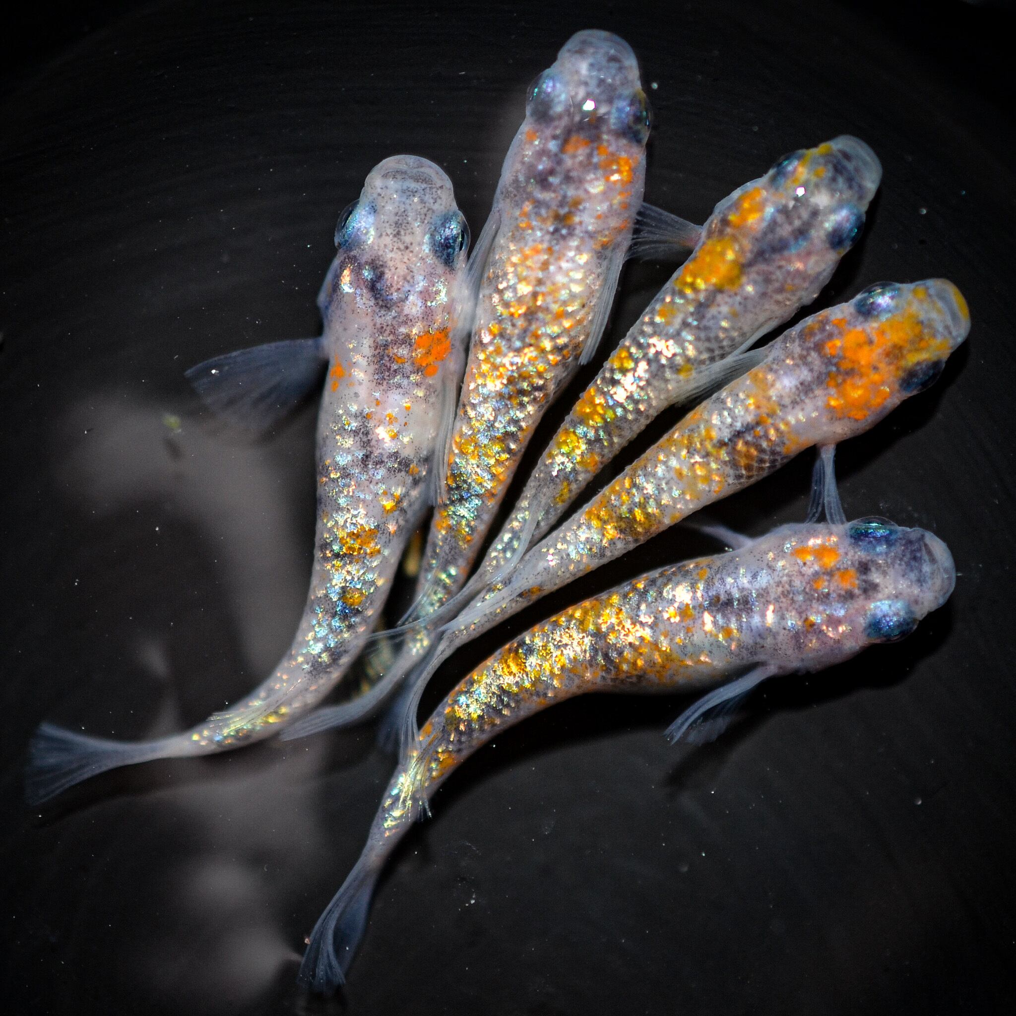 雲州三色 若魚 オス2 メス3 (現物出品) ikahoff H-1126-1131-