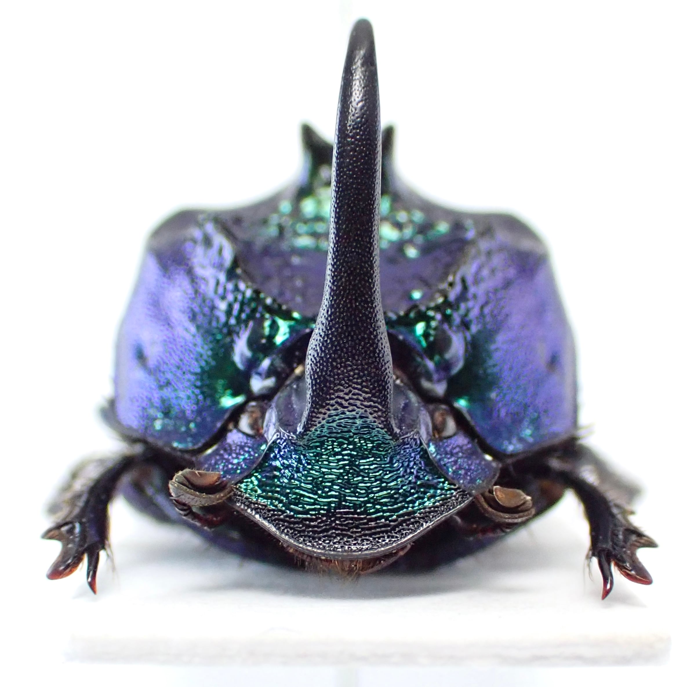 メキシコ産 Phanaeus furiosus ♂ 15mm 青緑 | 昆虫標本 Diggers & Rollers