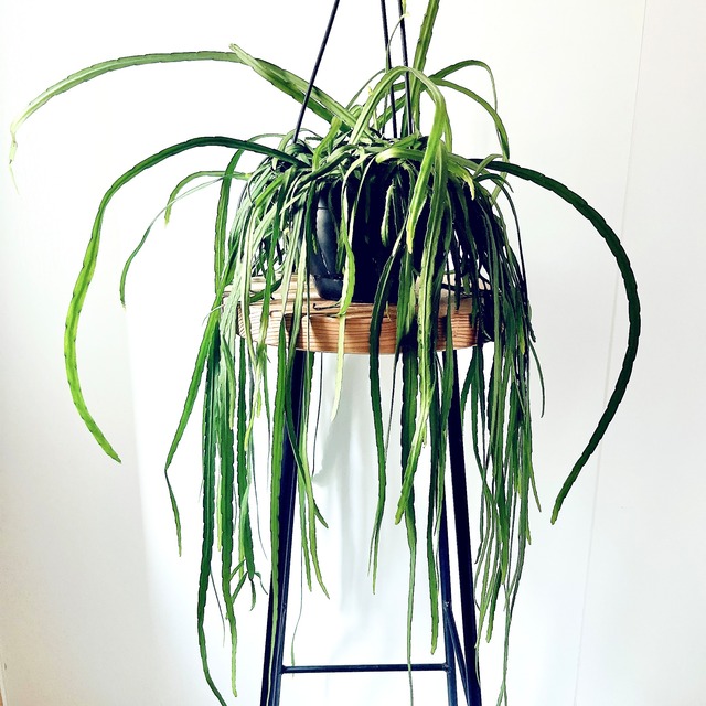 一点限定再入荷 リプサリス ホルビアーナ calm cafe