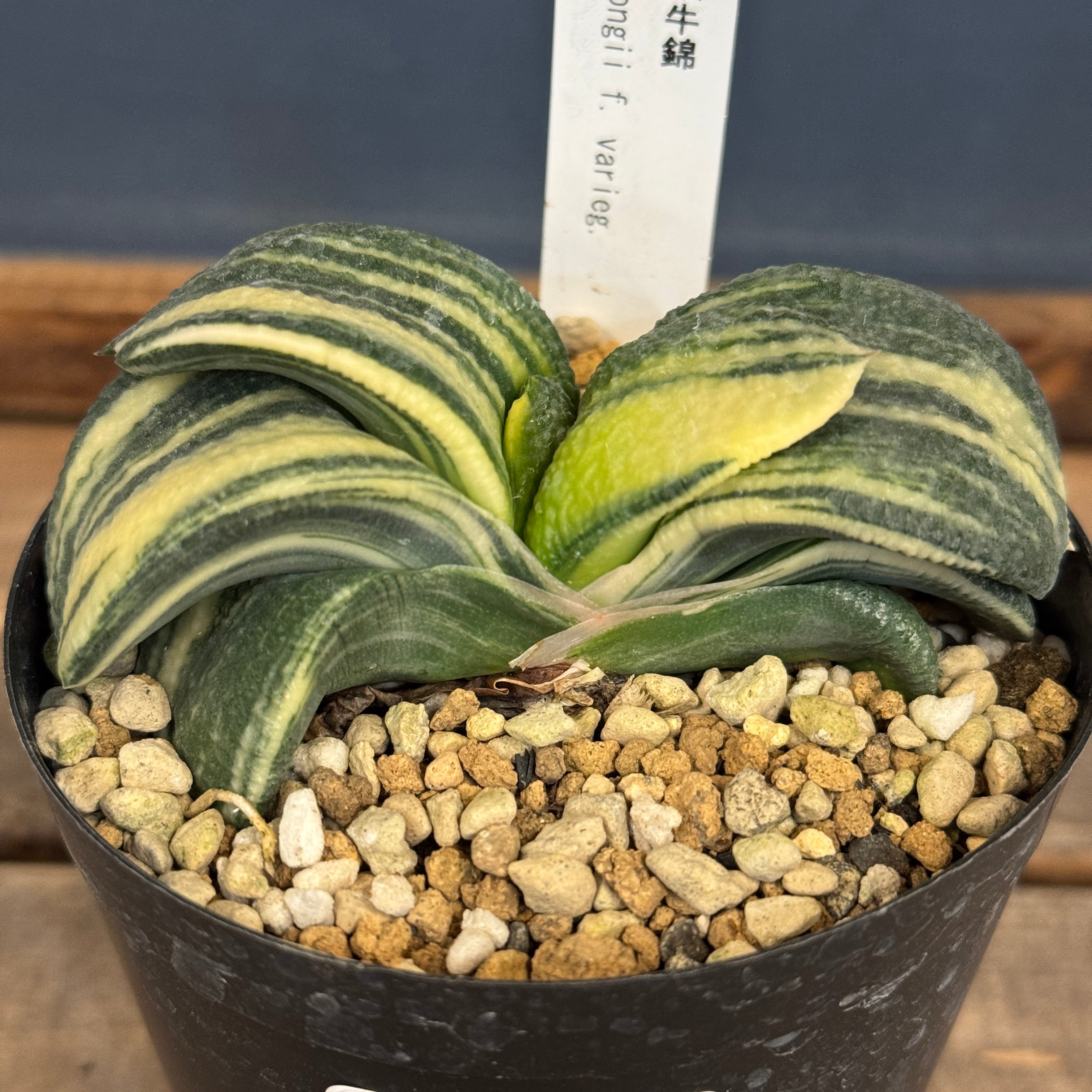 ガステリア 臥牛錦【854】 | PROTOLEAF プロトリーフ