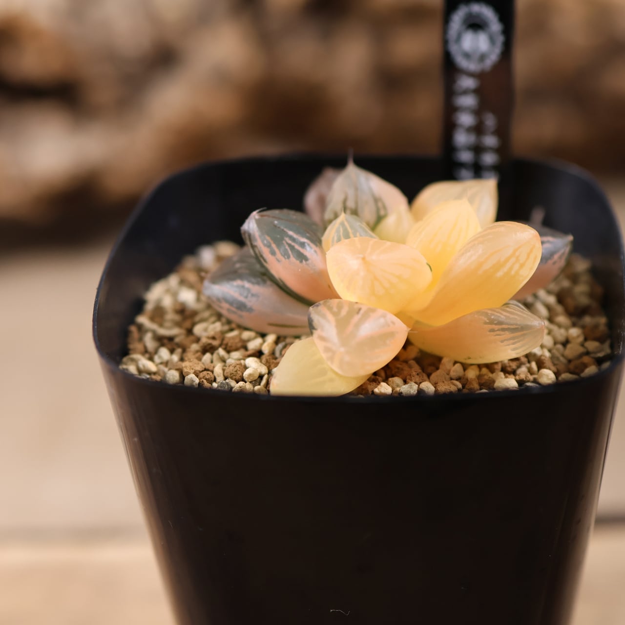 719『ハオルチア 大紫水晶オブツーサ錦』観葉植物【送料無料】 | MARX