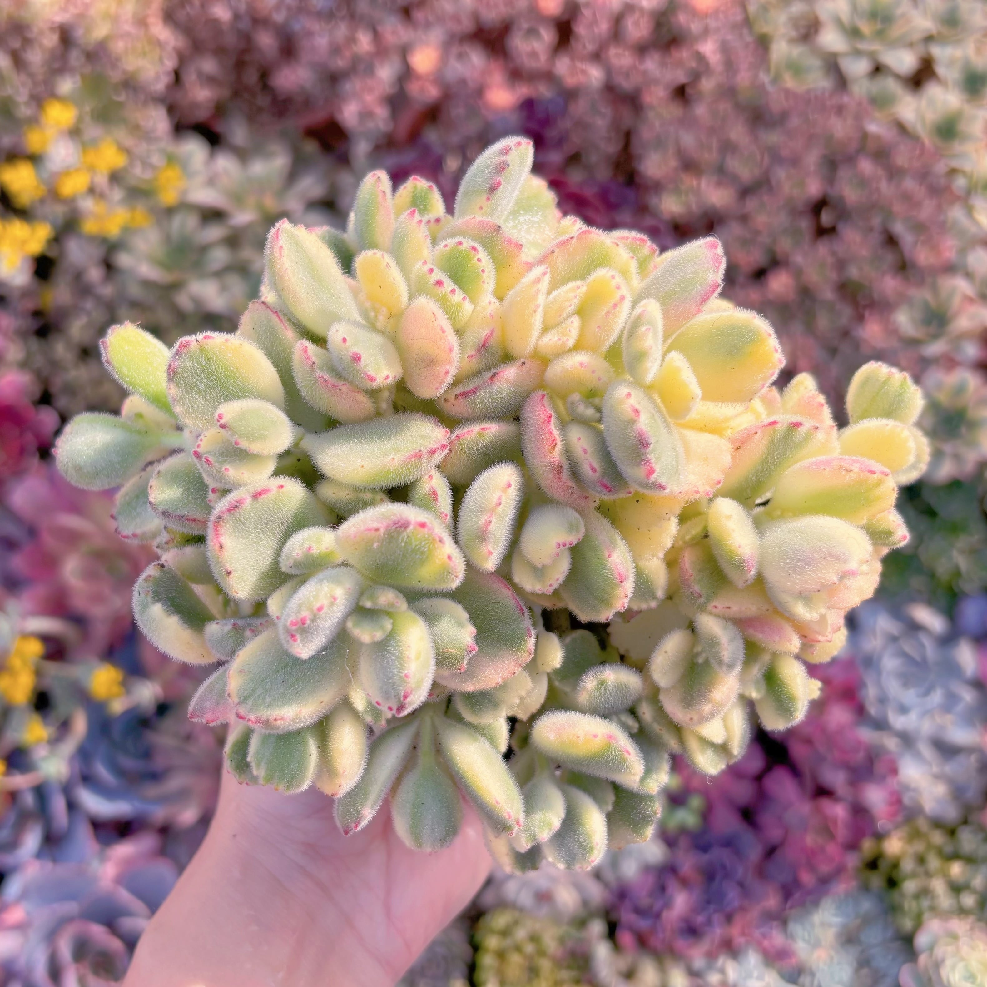 現品　白熊#M223　大群生　新入荷　るる農園