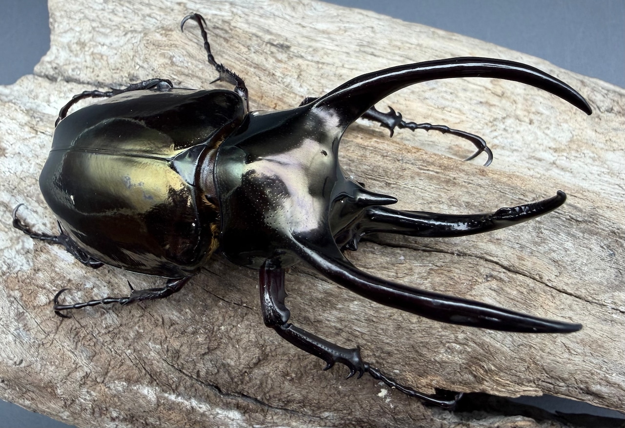 【WD】《アトラスオオカブト スマトラ島産 85mm ペア》