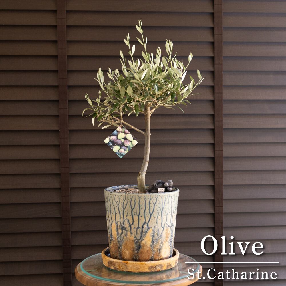 創樹 オリーブ Olive セントキャサリン 6号 陶器鉢 盆栽 SOUJU St.Catharine オリーブの木 0803BL
