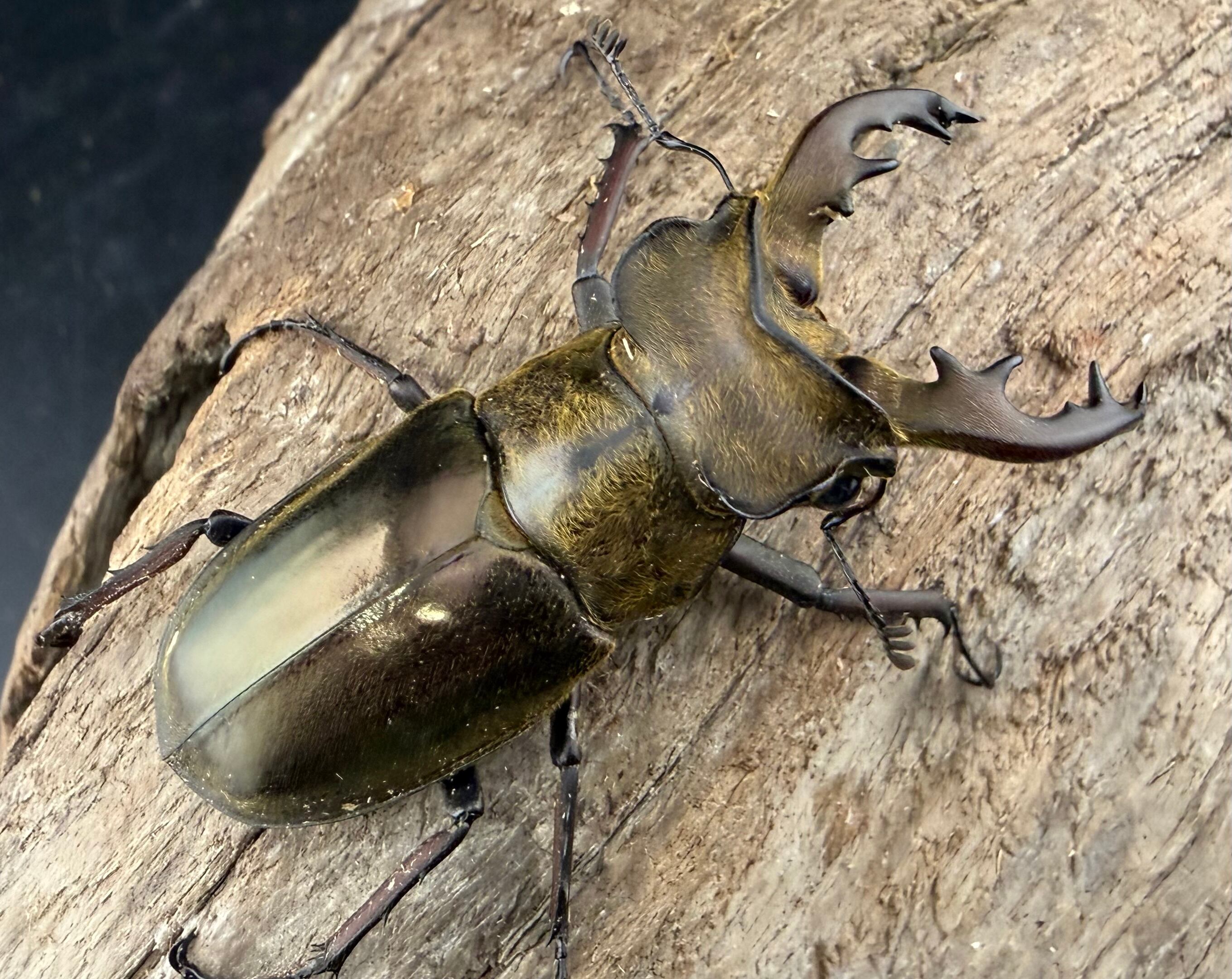 ウェムケンミヤマ（ヴェムケンミヤマ） 52mm ペア+♂単》 | KPW公式