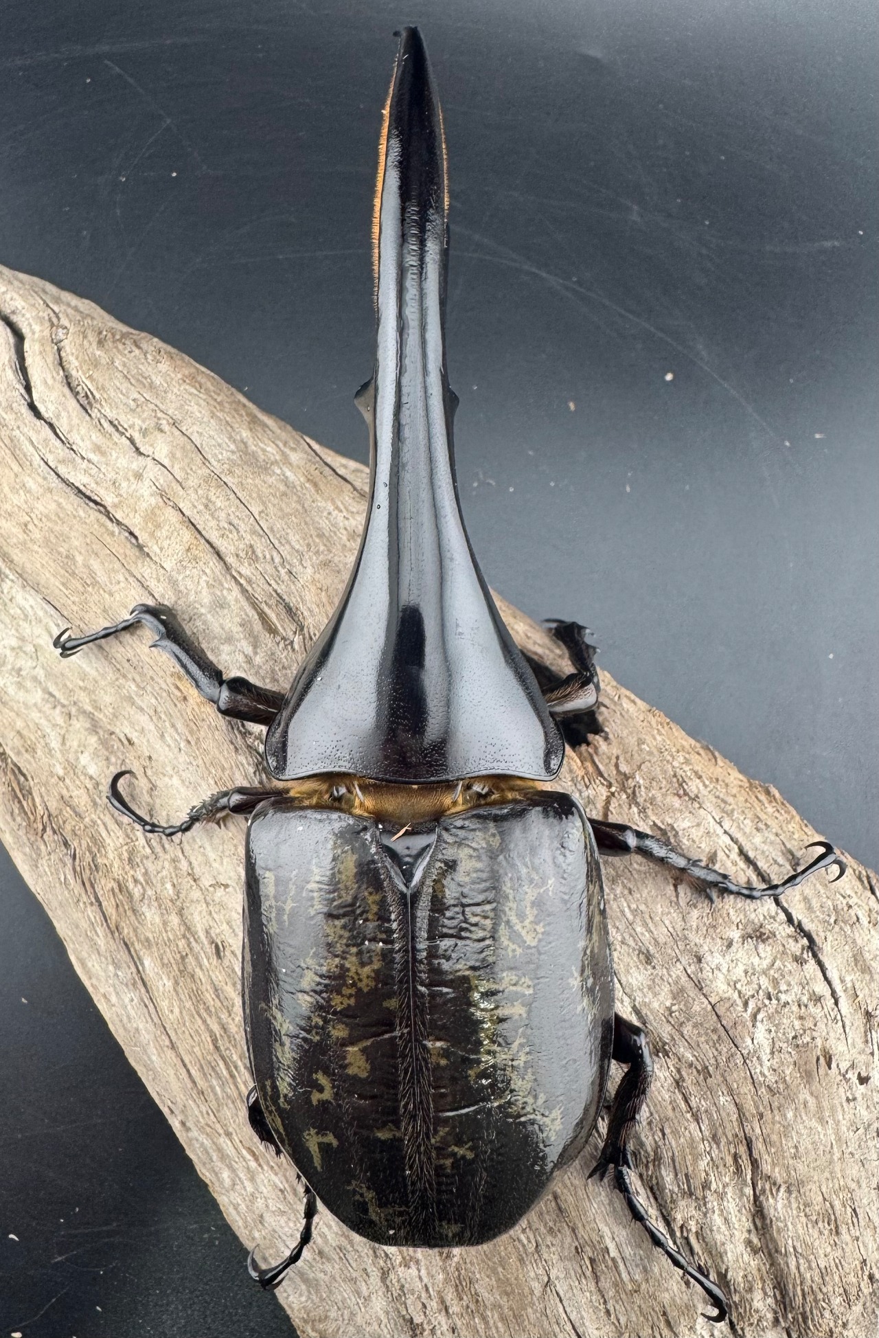 《ヘラクレス・ヘラクレス 141mm ペア》