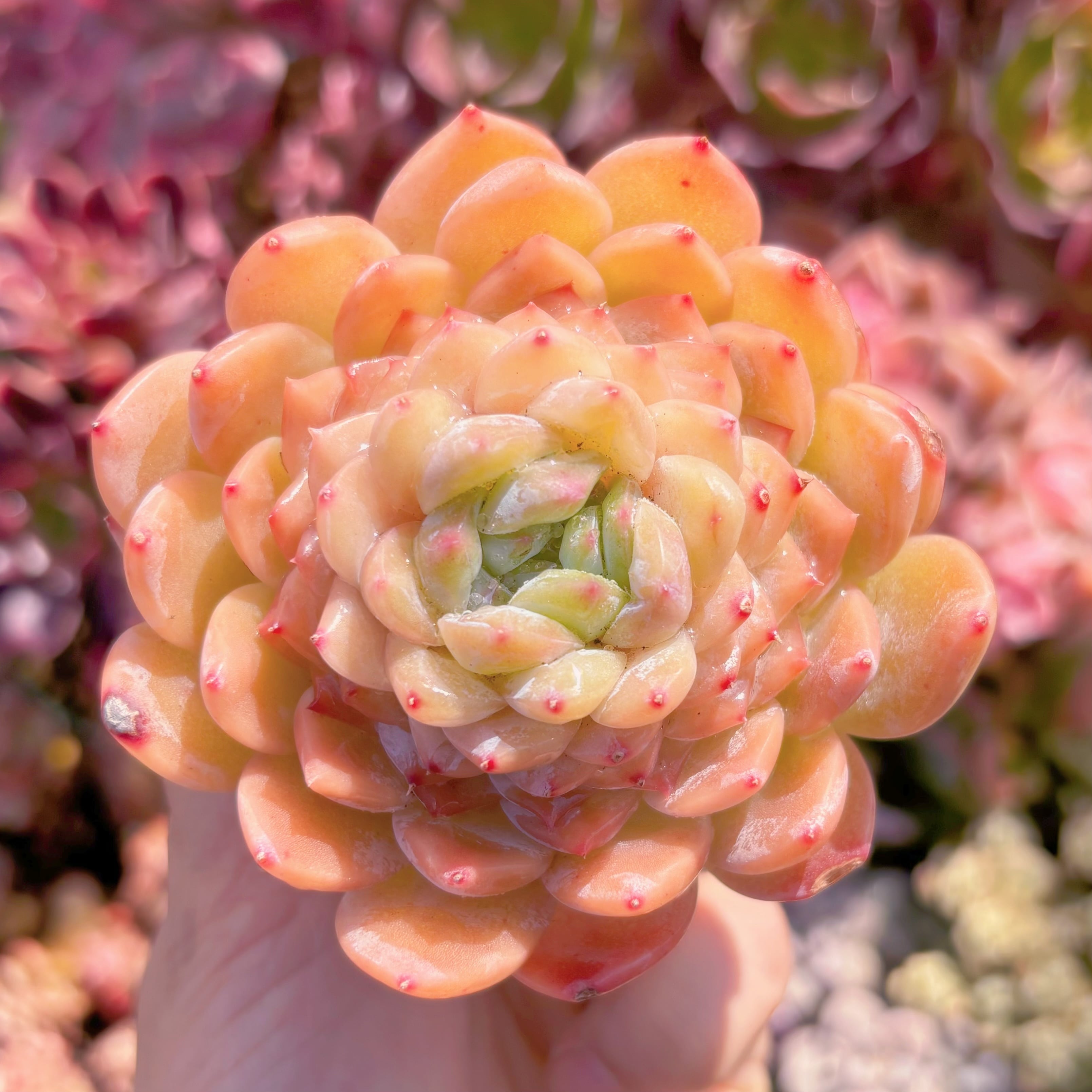 多肉植物　オレンジソーダ　新入荷　るる農園