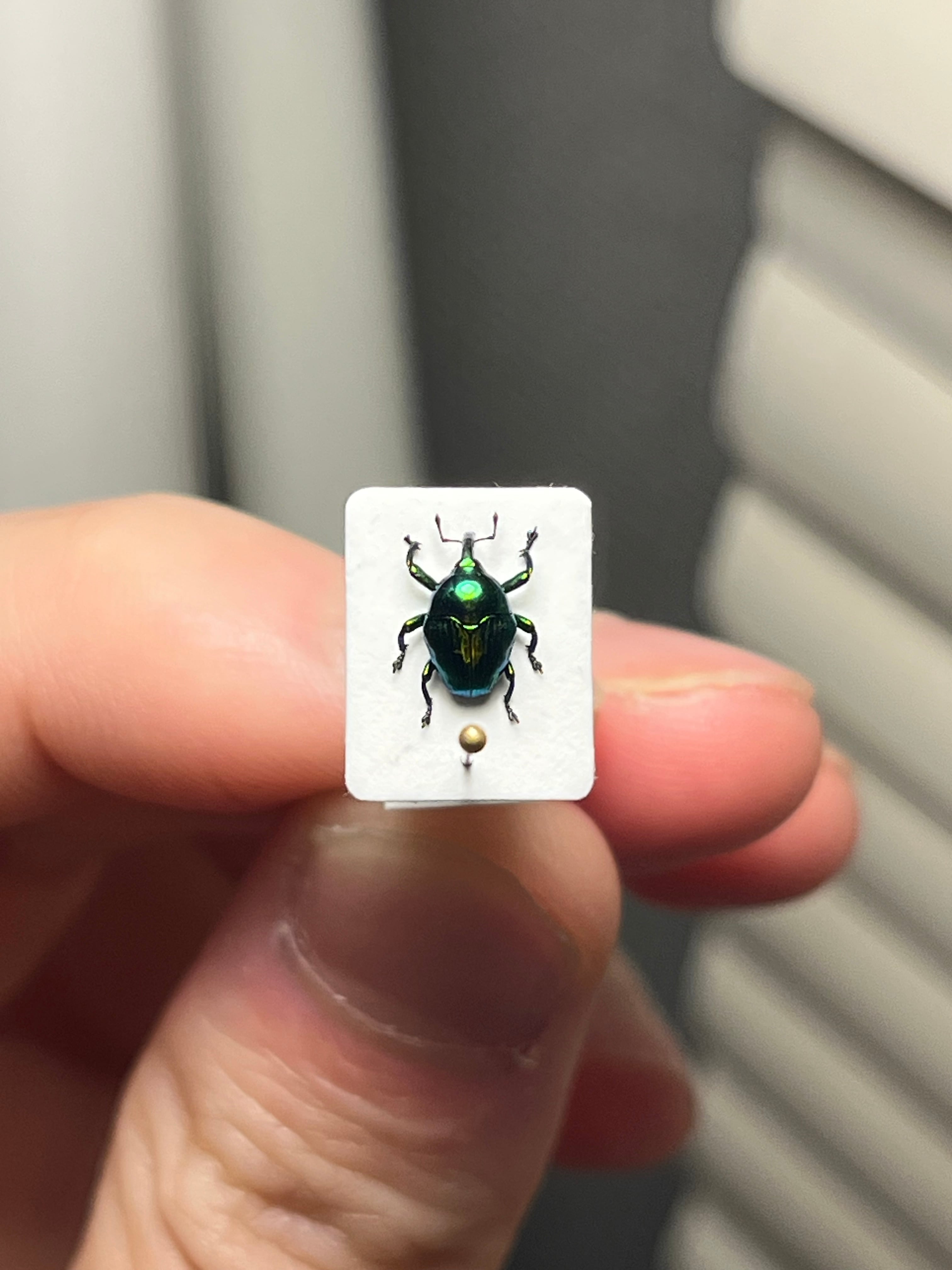 7mm】緑ホウセキヒメカタゾウムシ 目玉！超美麗種 Eurhinus sp. 大粒