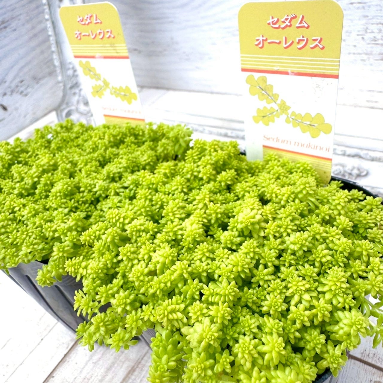 【セダム】オーレウス|セダム|多肉植物,寄せ植え,おしゃれ,かわいい