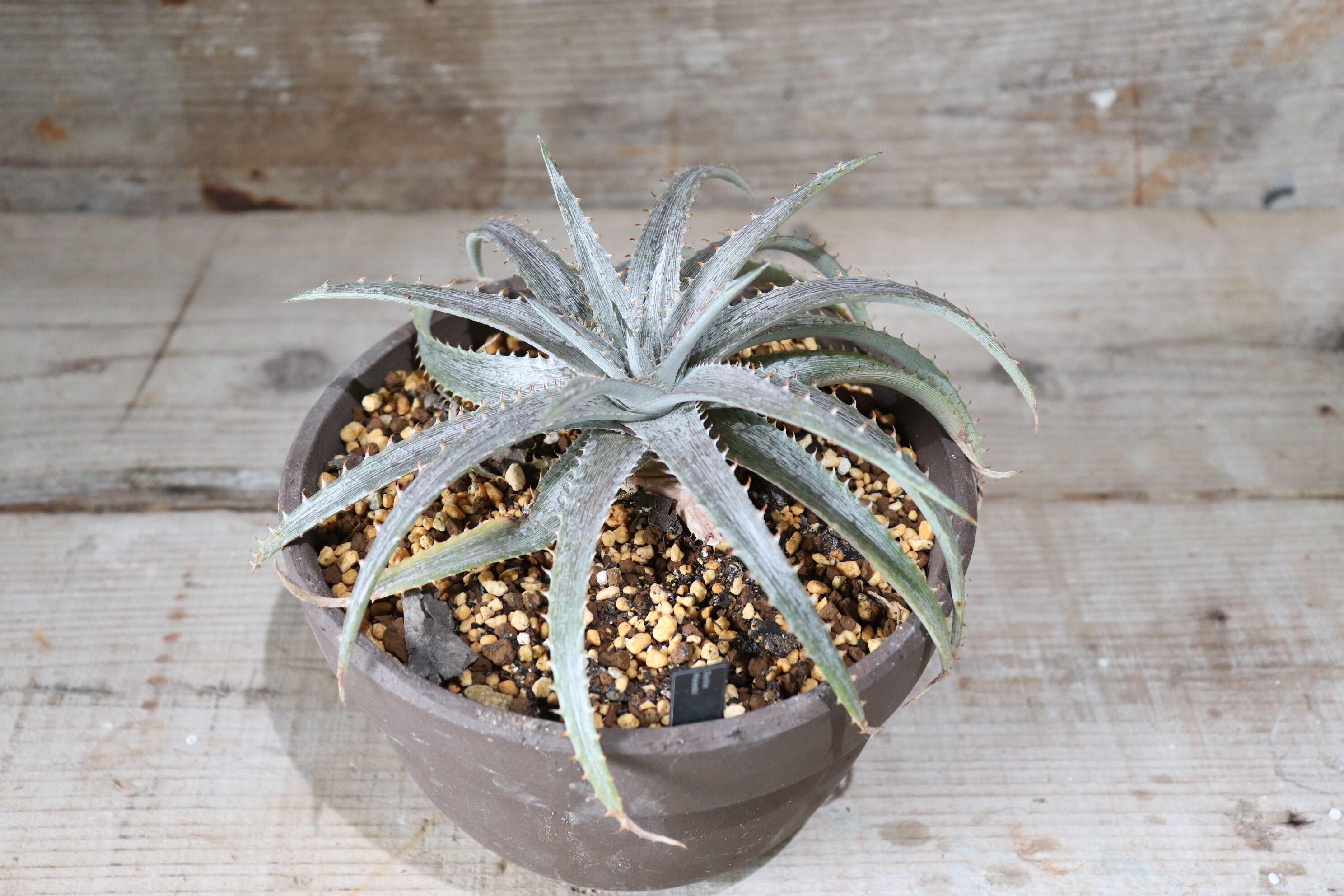 送料無料】Macedoi〔ディッキア〕現品発送D0048 | plane plants